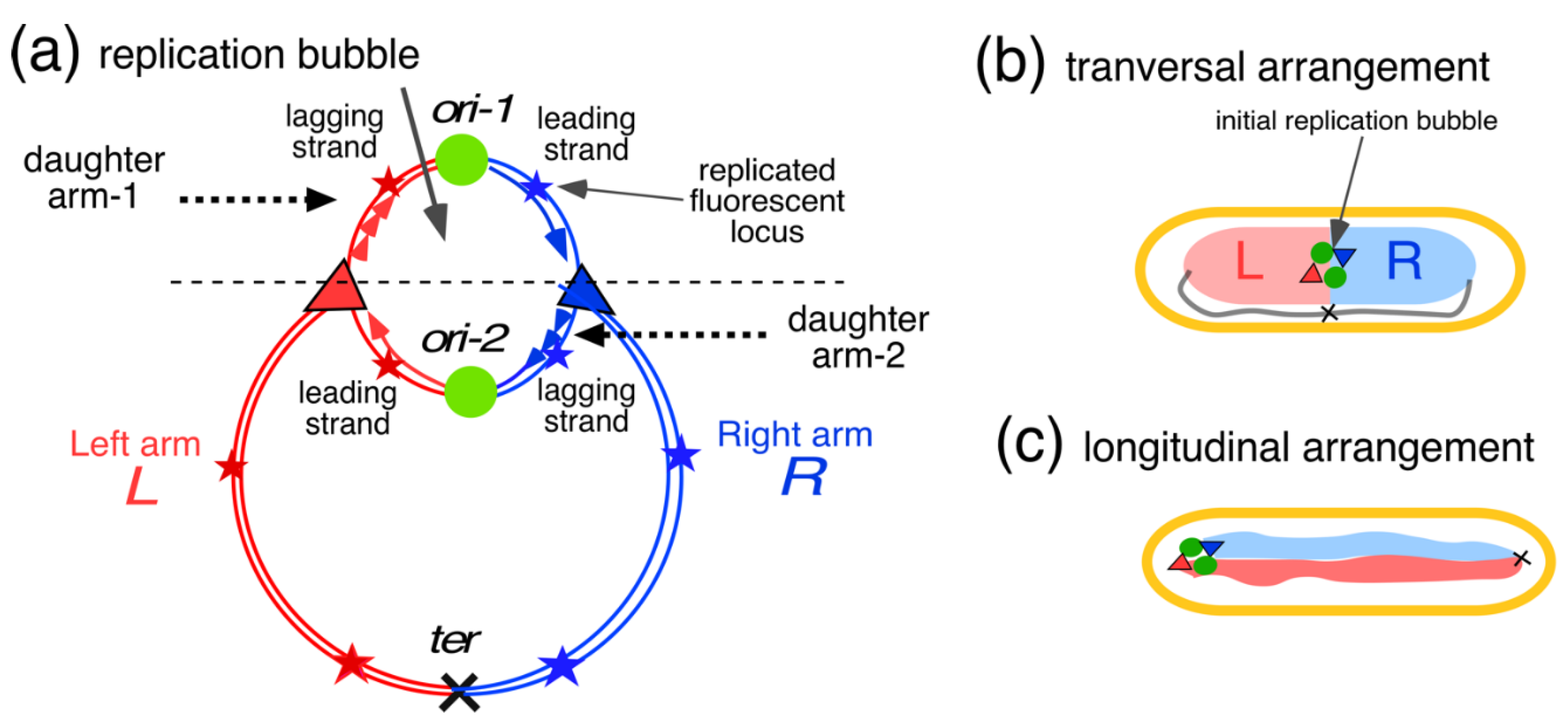 Preprints 102716 g008