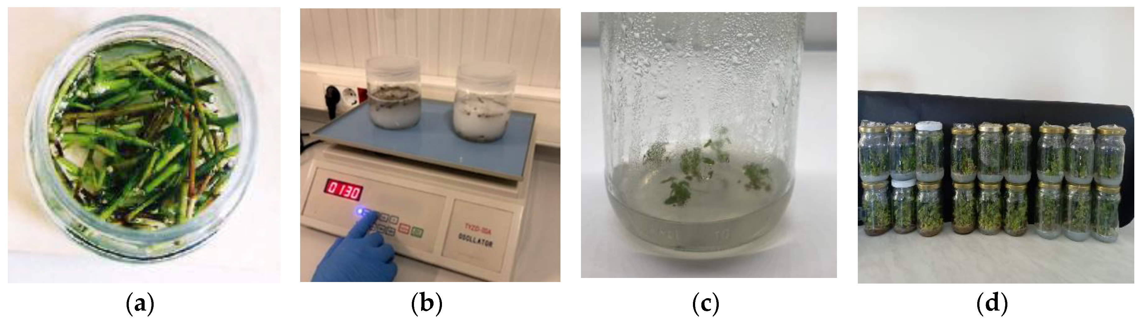 Preprints 118560 g002