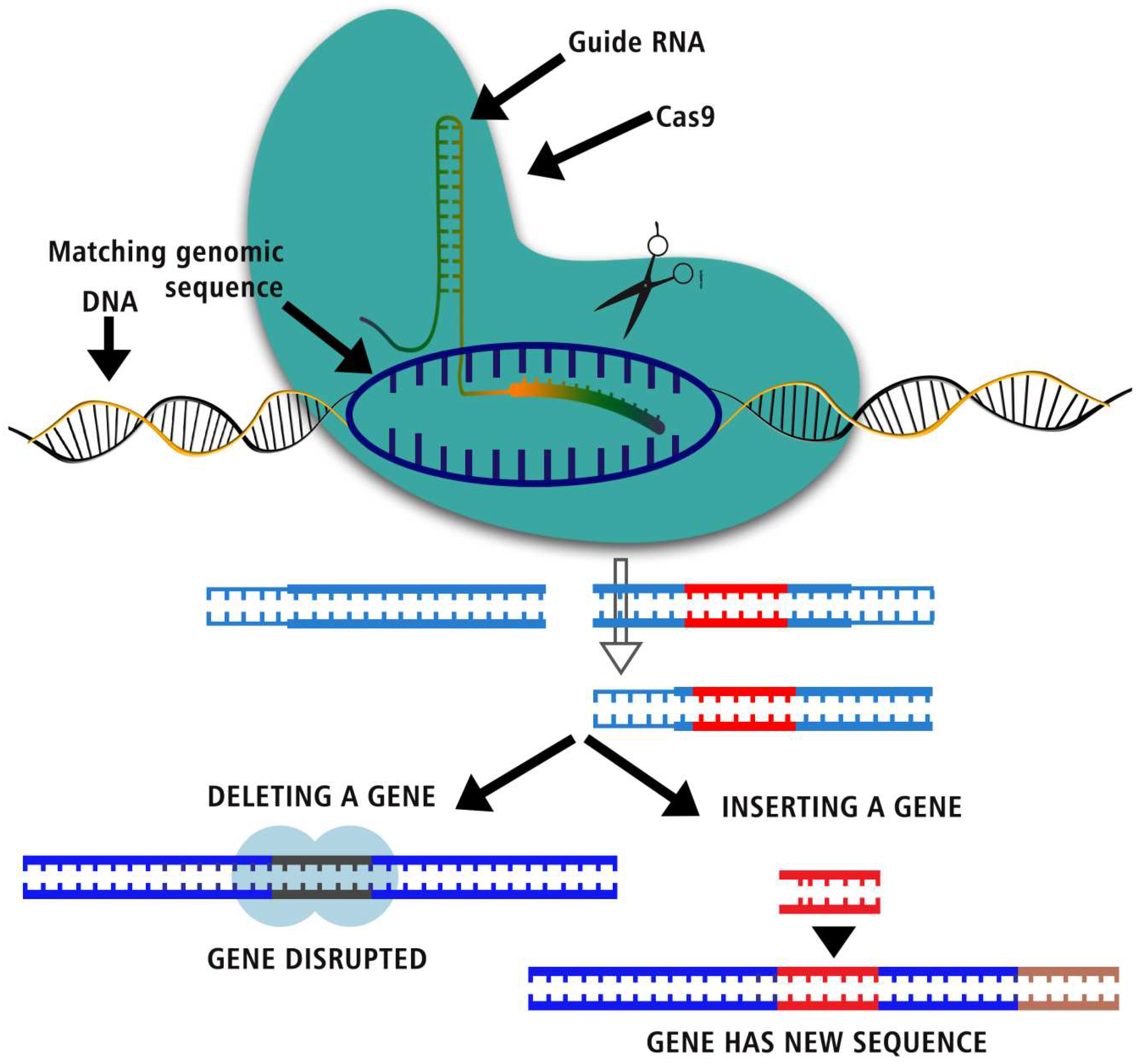 Preprints 97890 g001