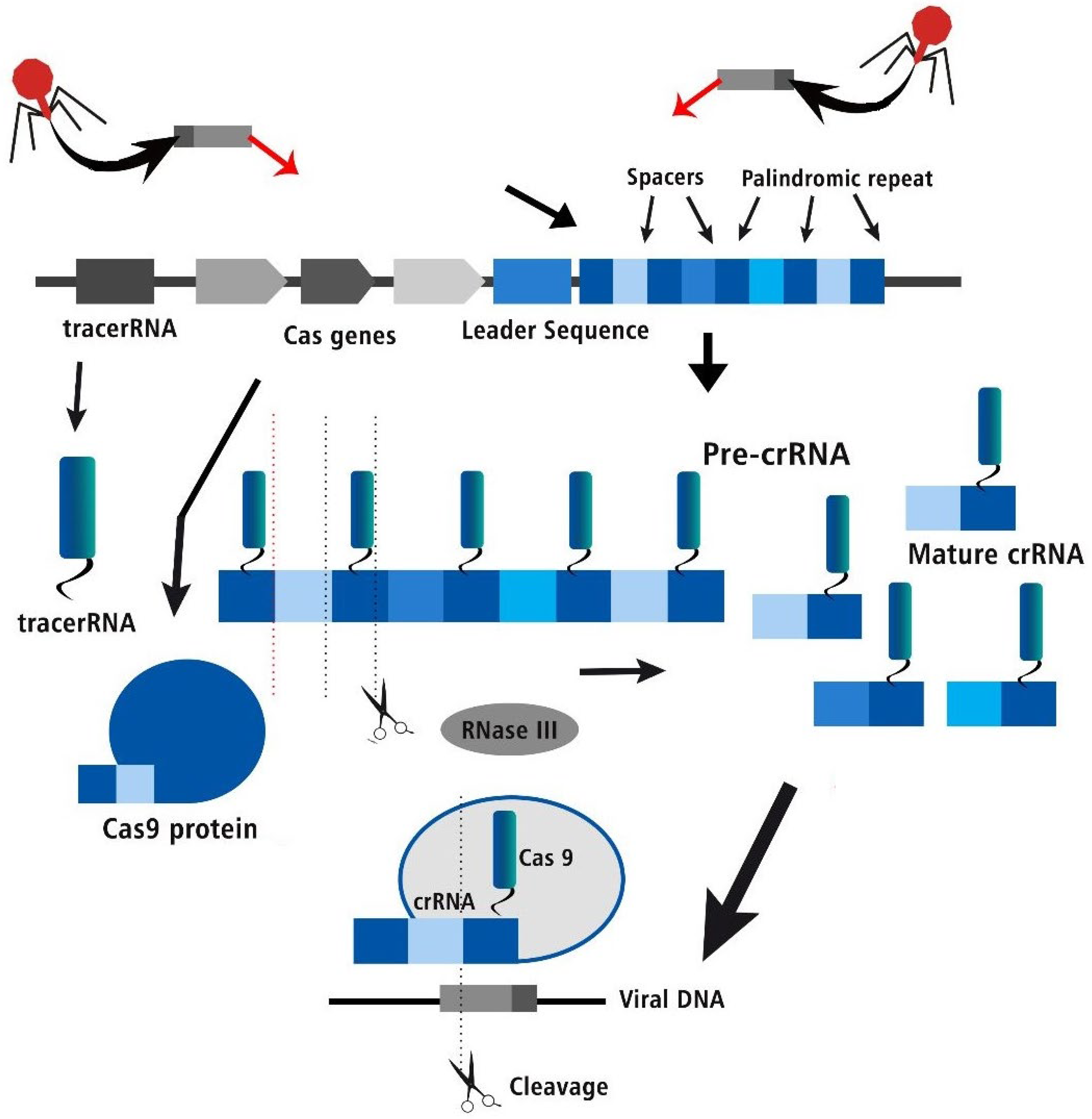 Preprints 97890 g003