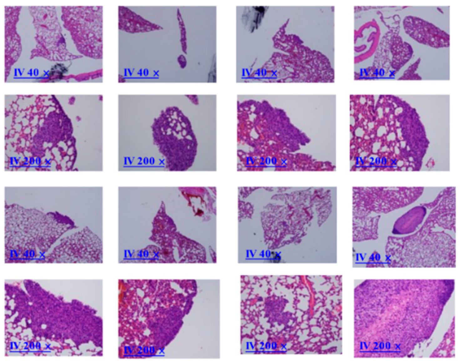 Preprints 109578 g009