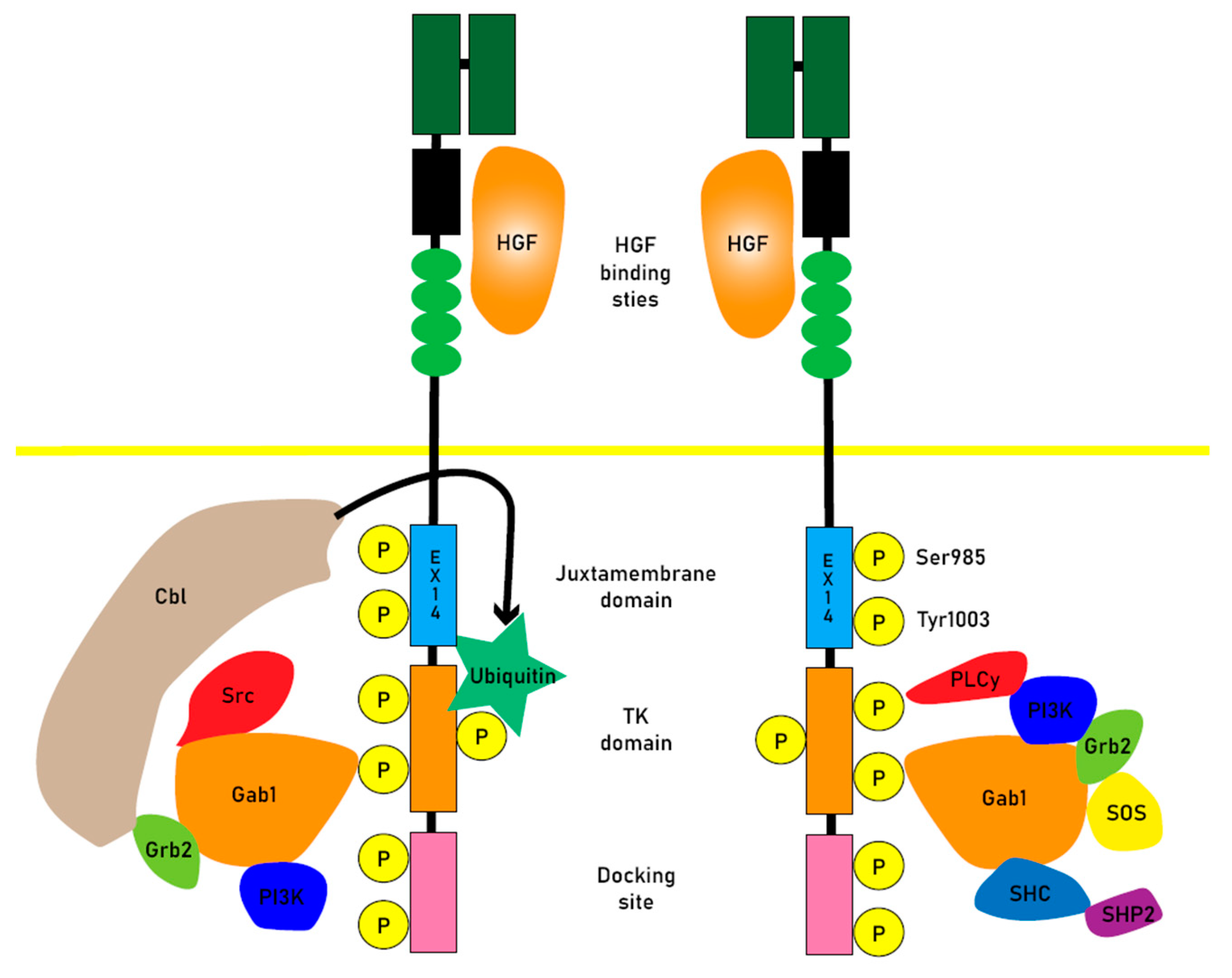 Preprints 81624 g001