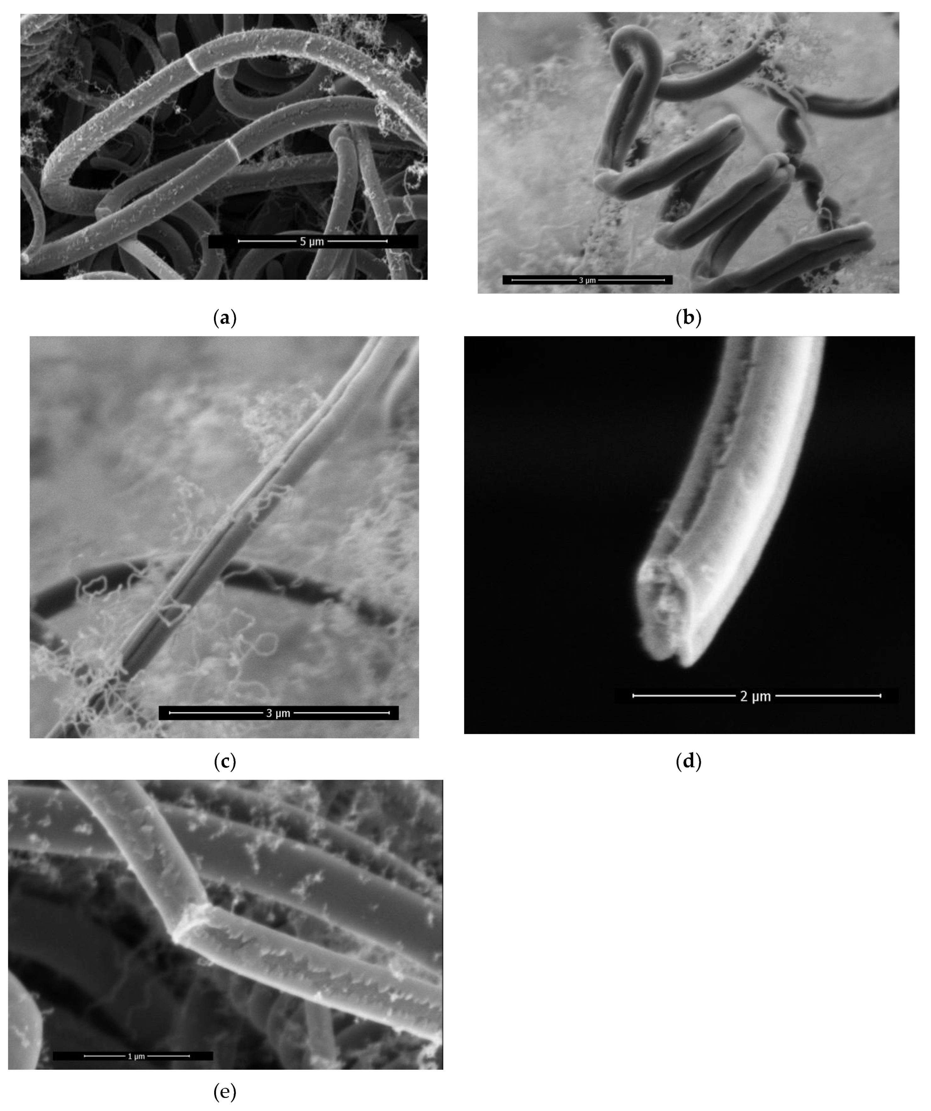 Preprints 113048 g005