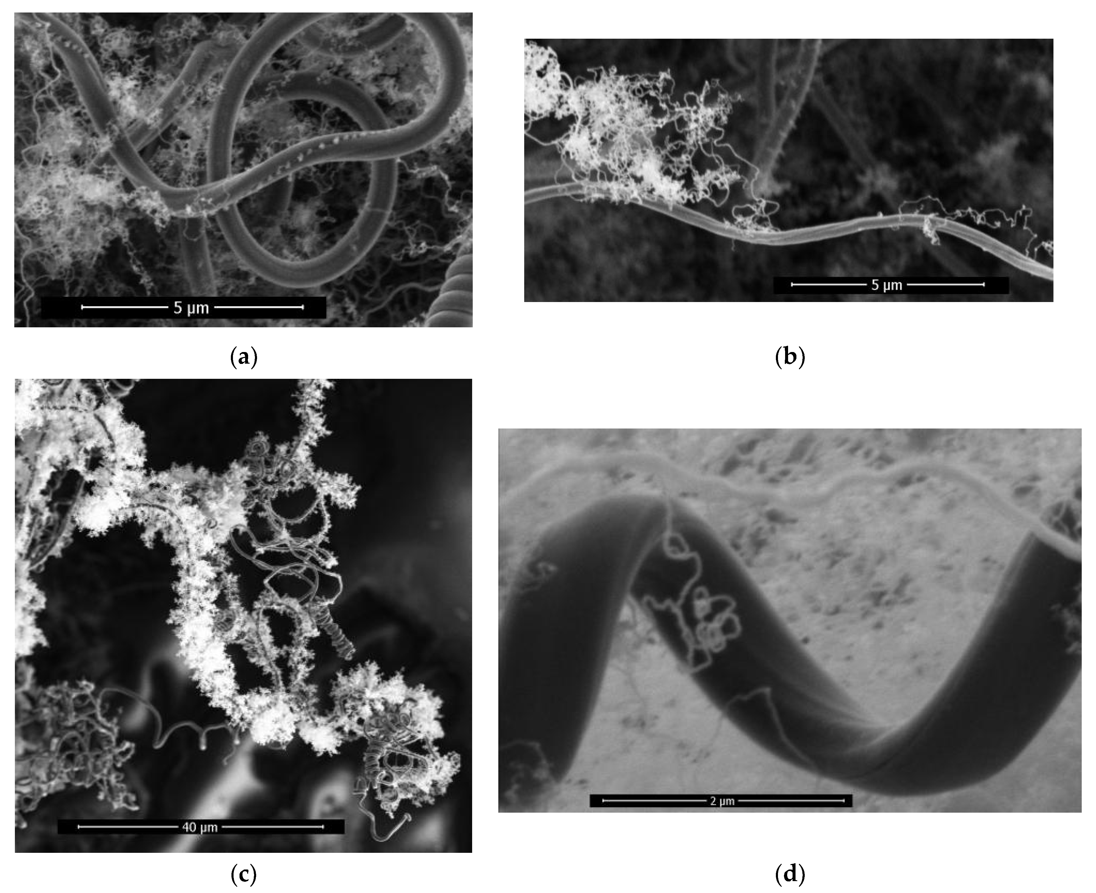 Preprints 113048 g006