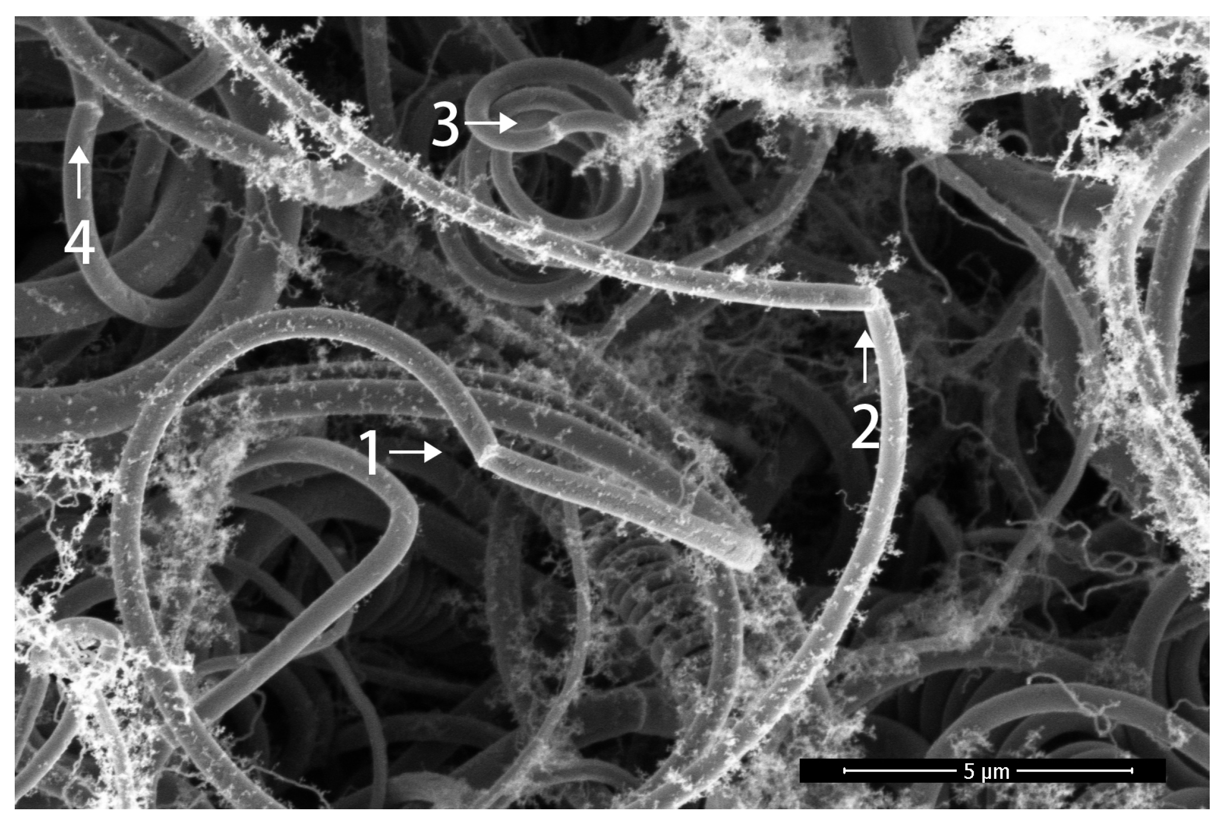 Preprints 113048 g007