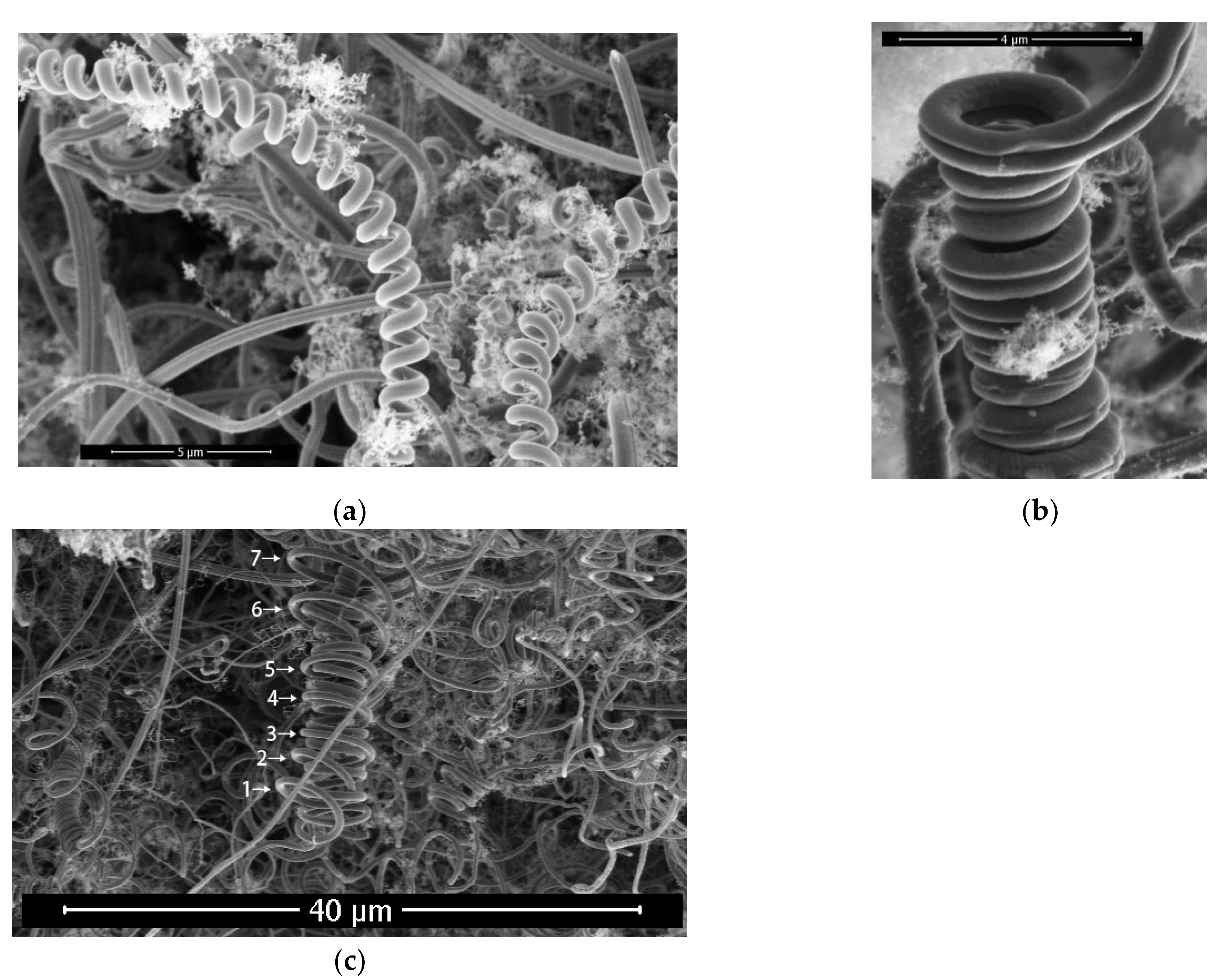 Preprints 113048 g008