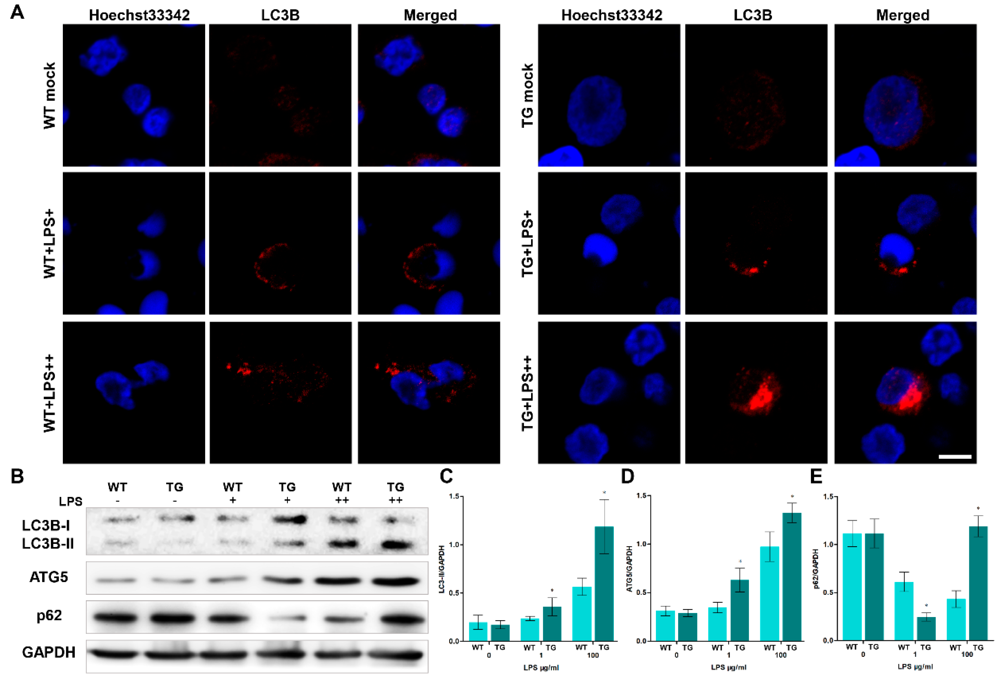 Preprints 75069 g005