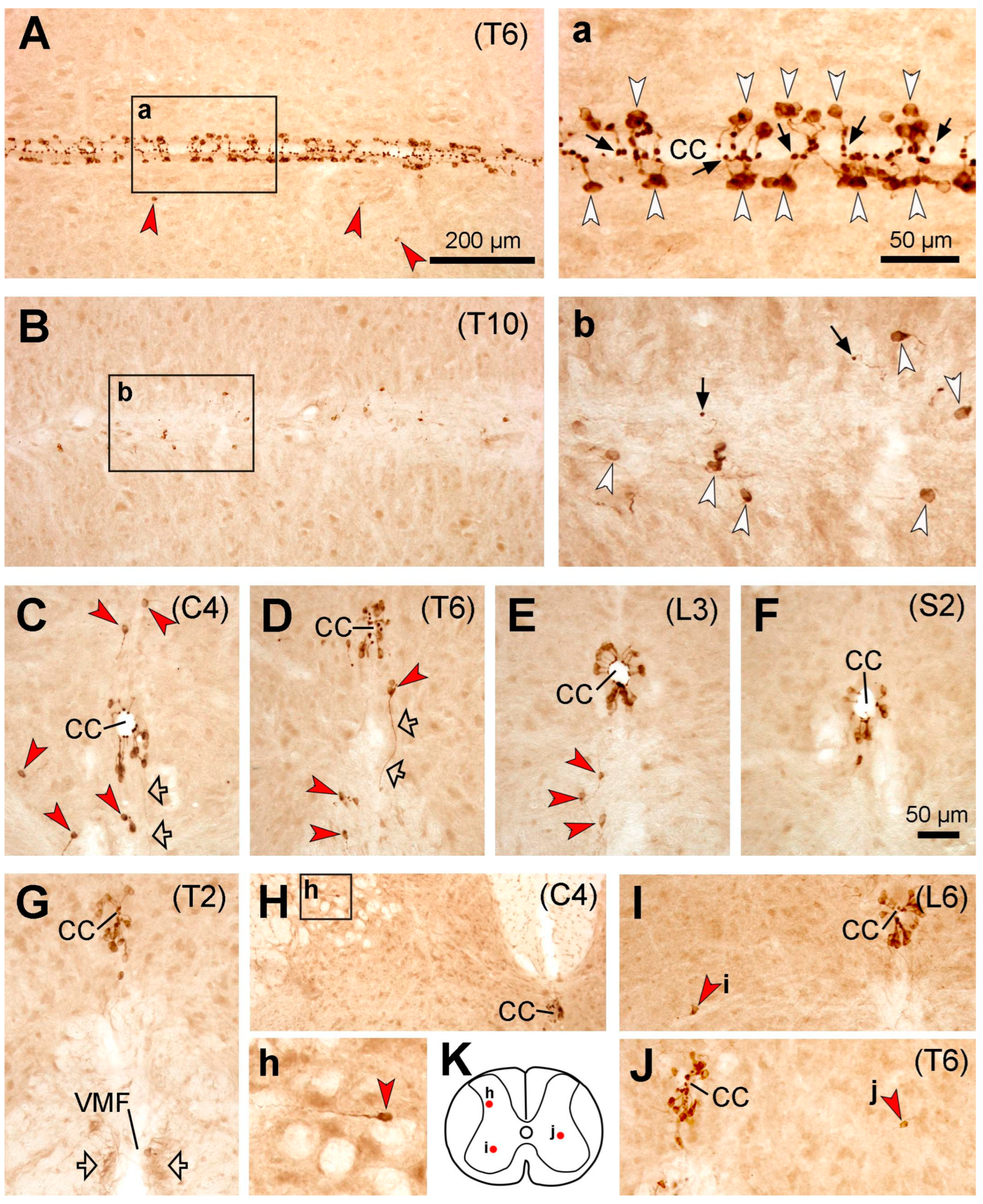 Preprints 82662 g001