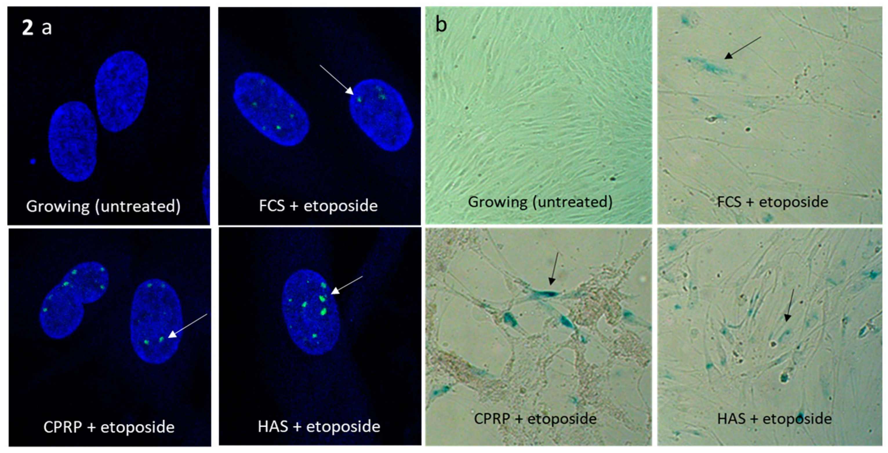 Preprints 92373 g002