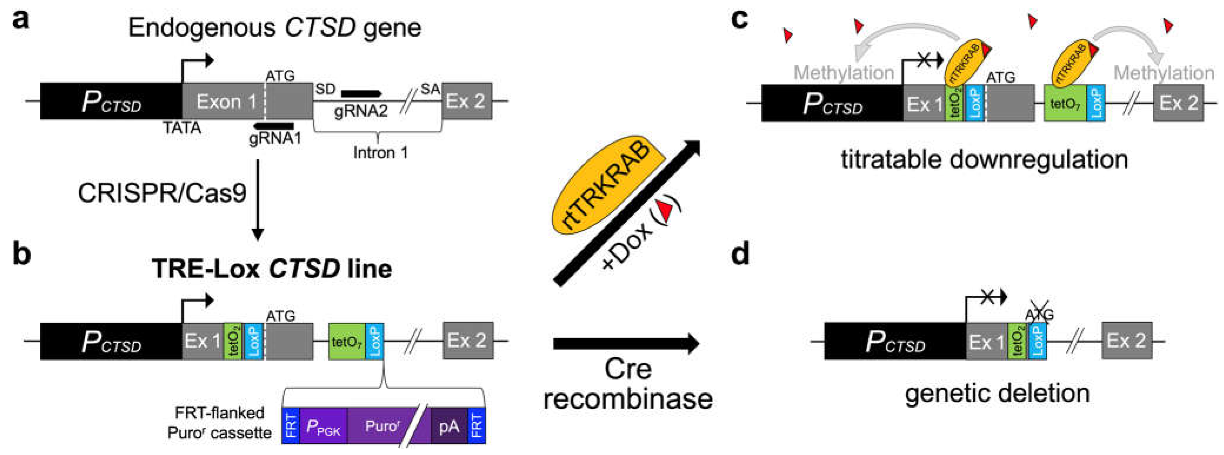 Preprints 70373 g001