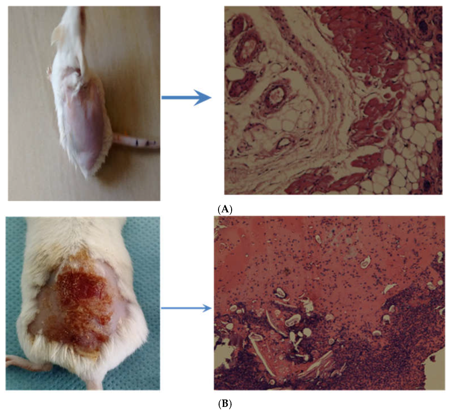 Preprints 119169 g008a