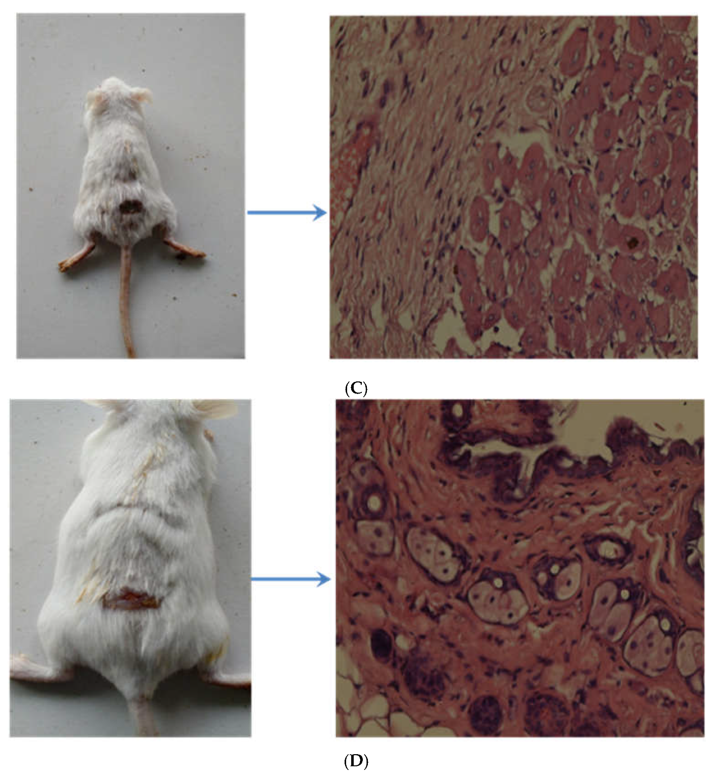 Preprints 119169 g008b