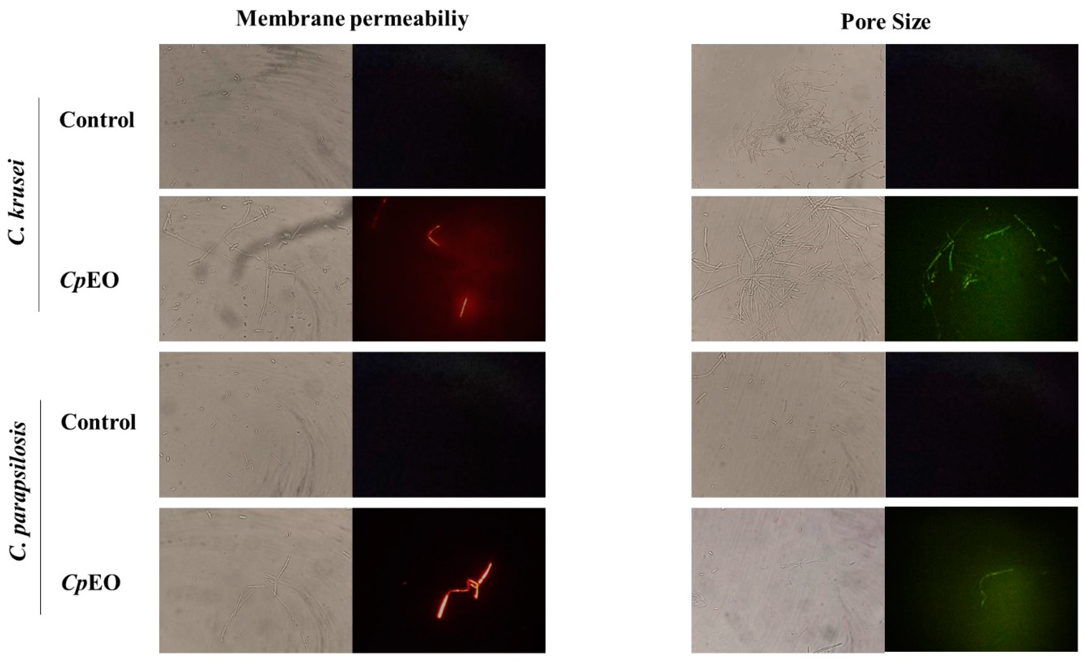 Preprints 73133 g001