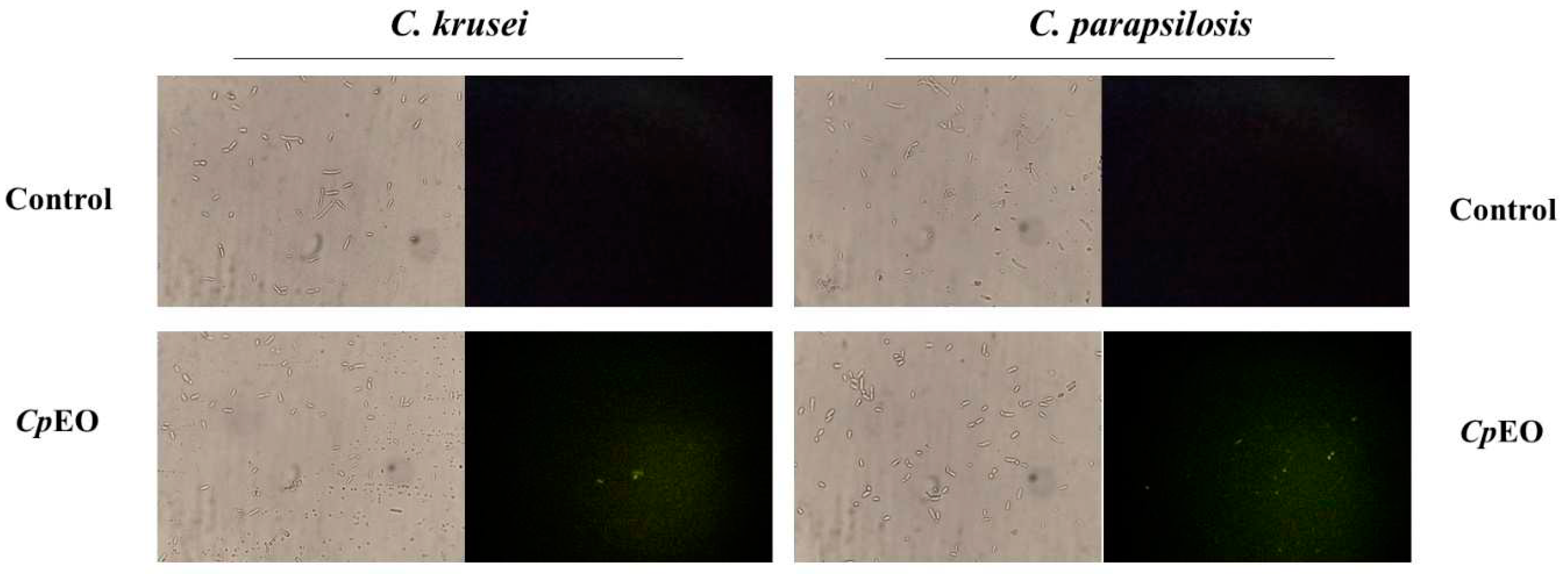 Preprints 73133 g003