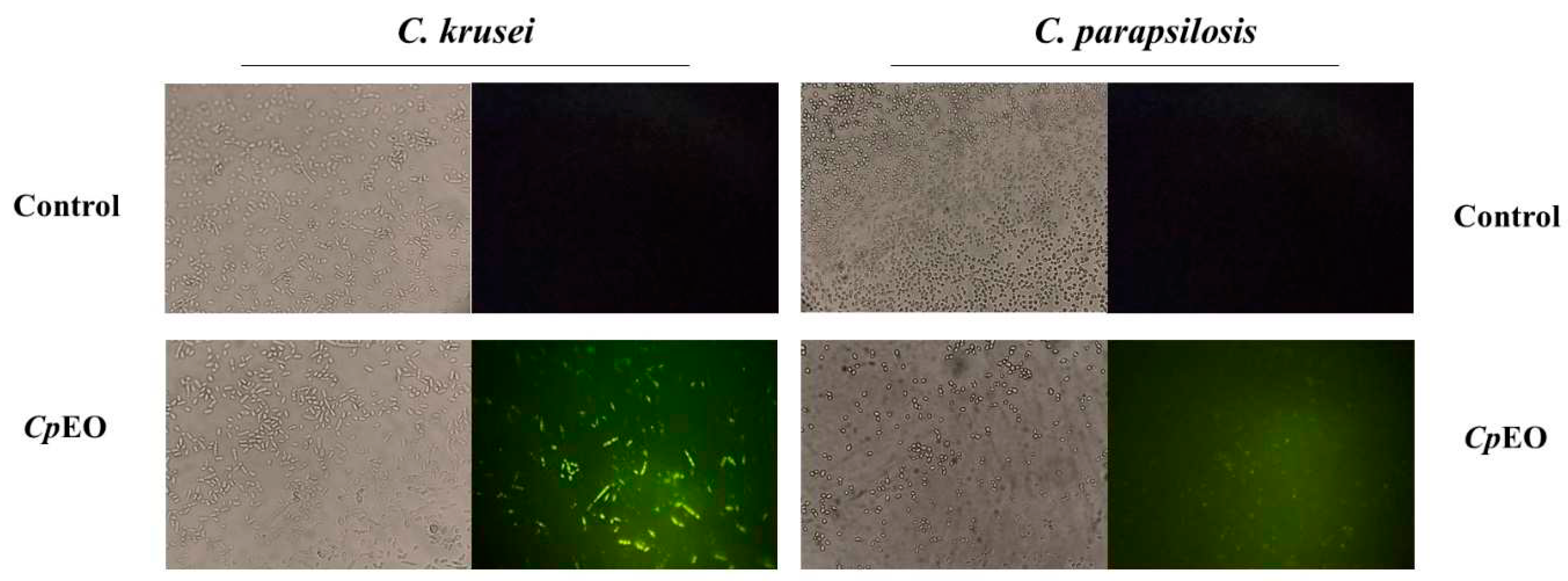 Preprints 73133 g004