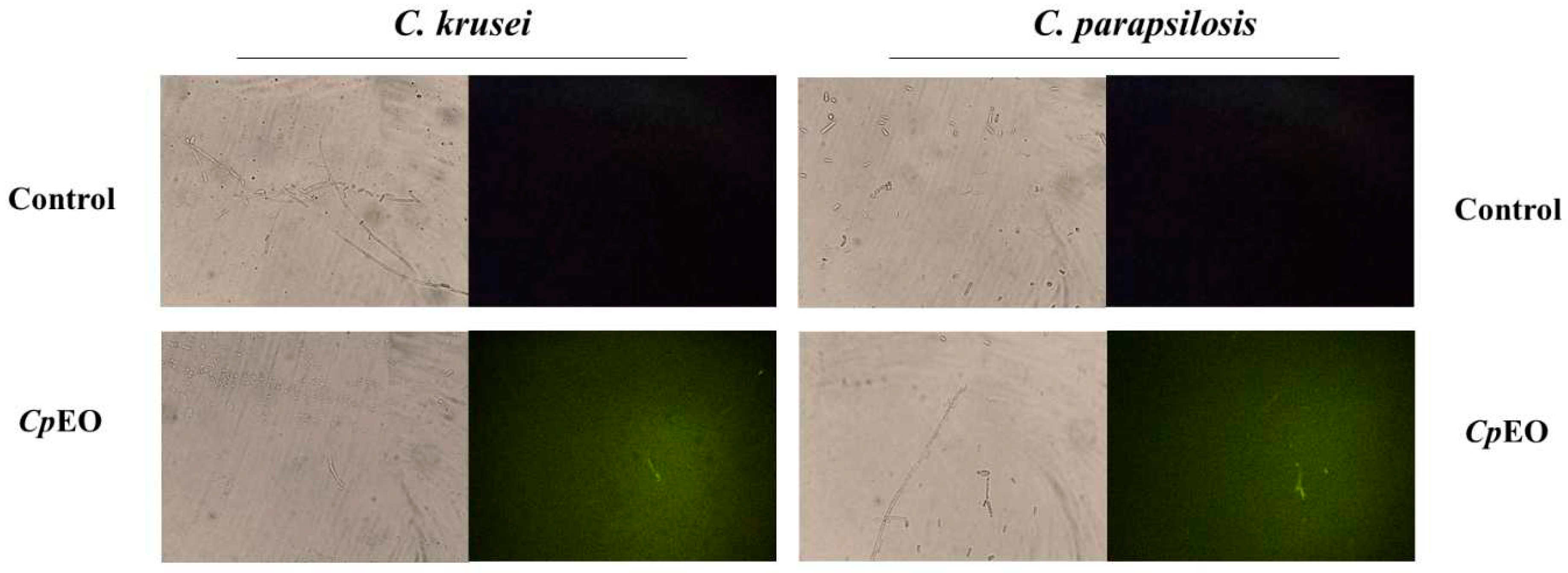 Preprints 73133 g005