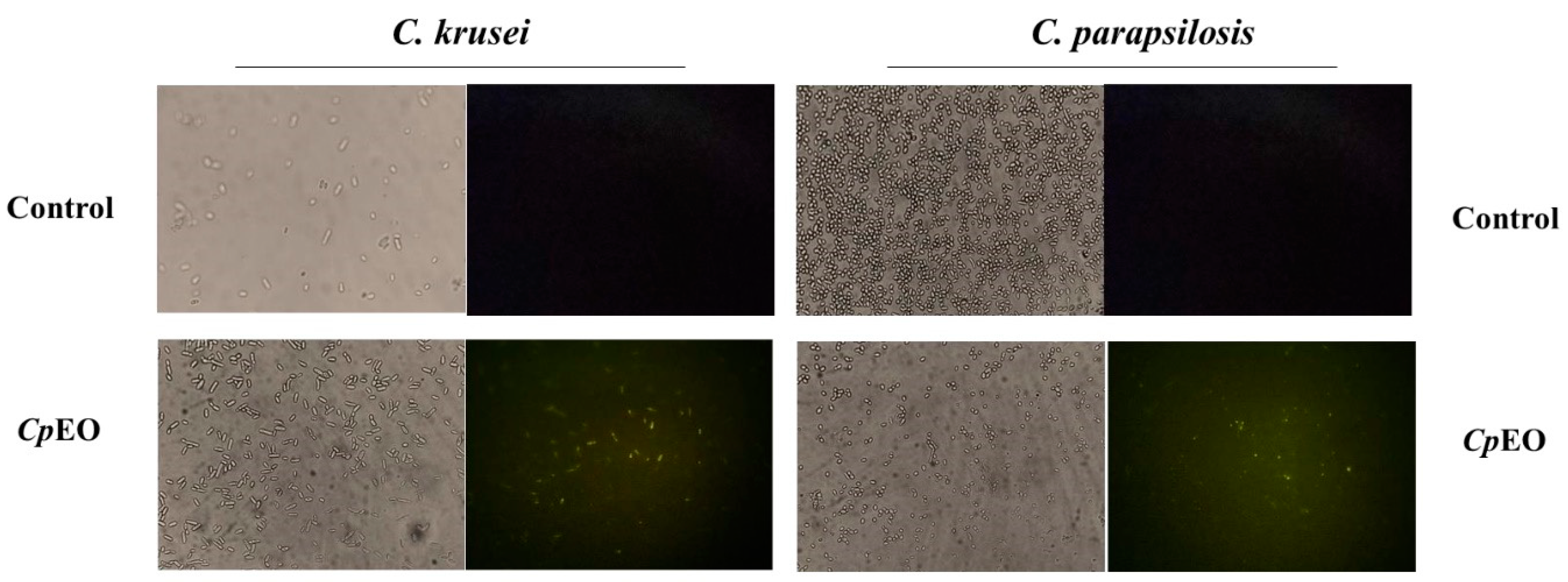 Preprints 73133 g006