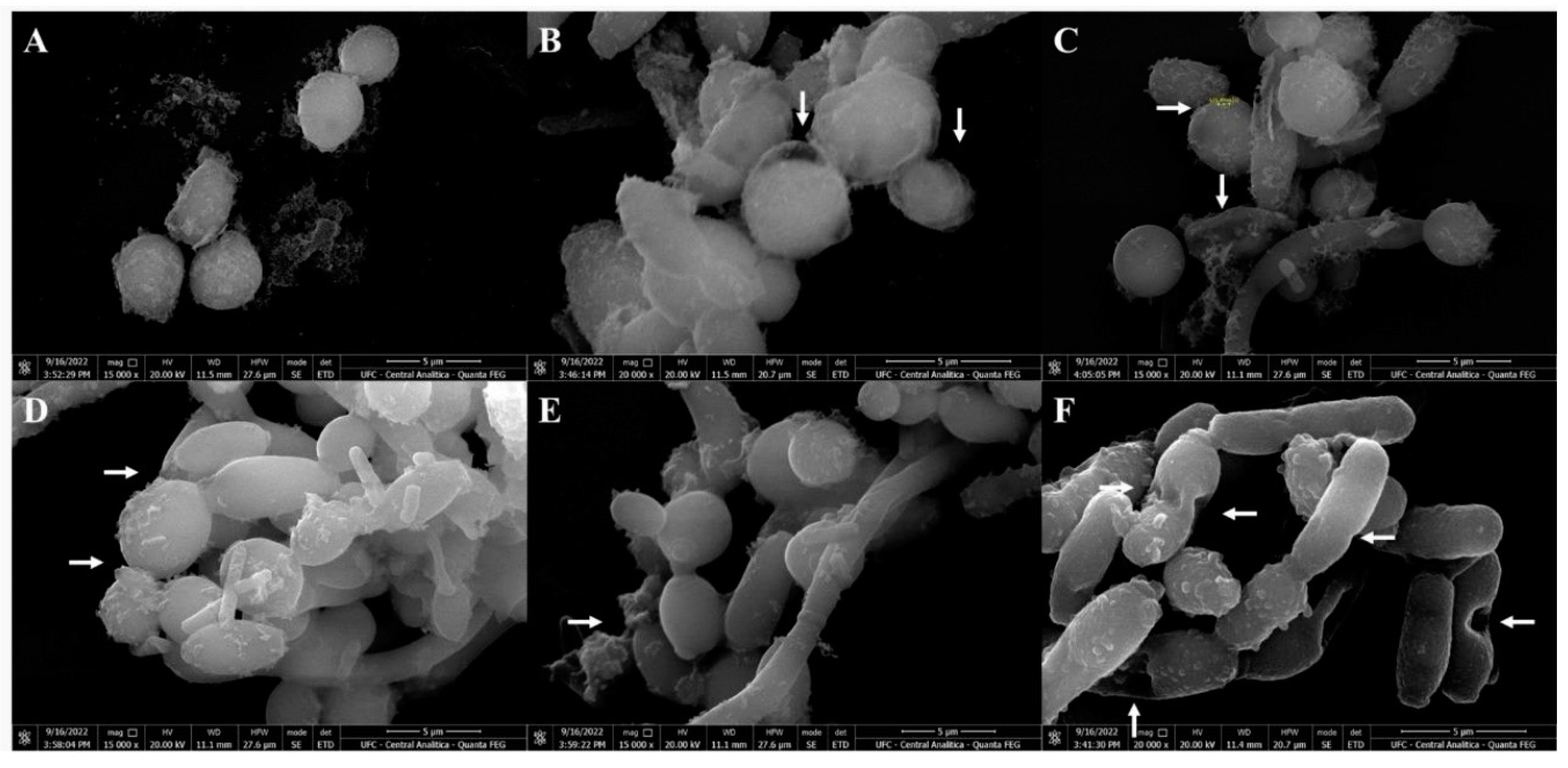 Preprints 73133 g007