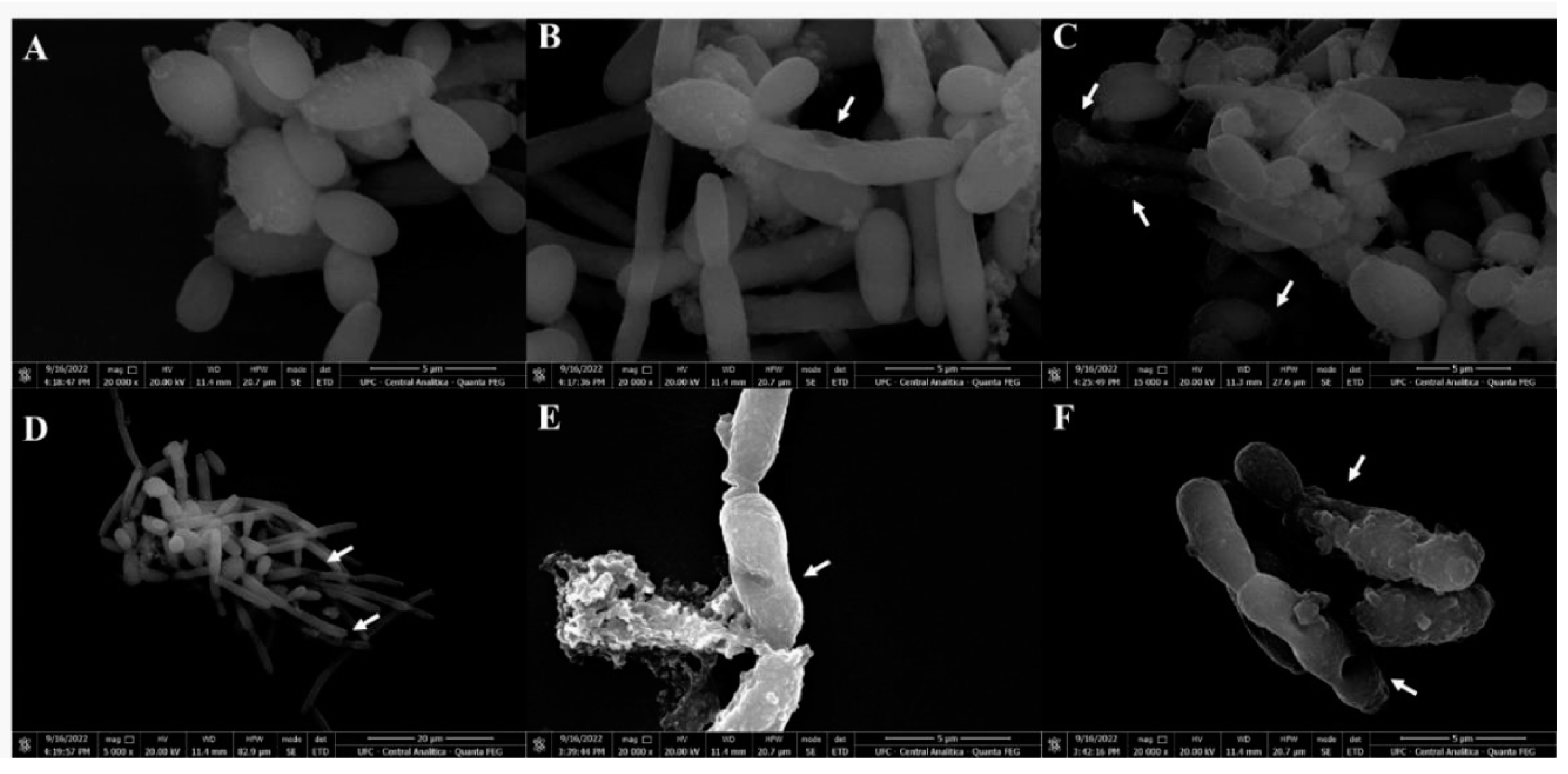 Preprints 73133 g008