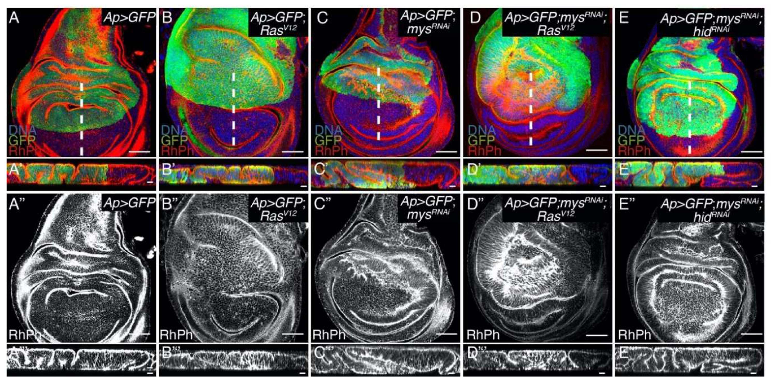 Preprints 87095 g001