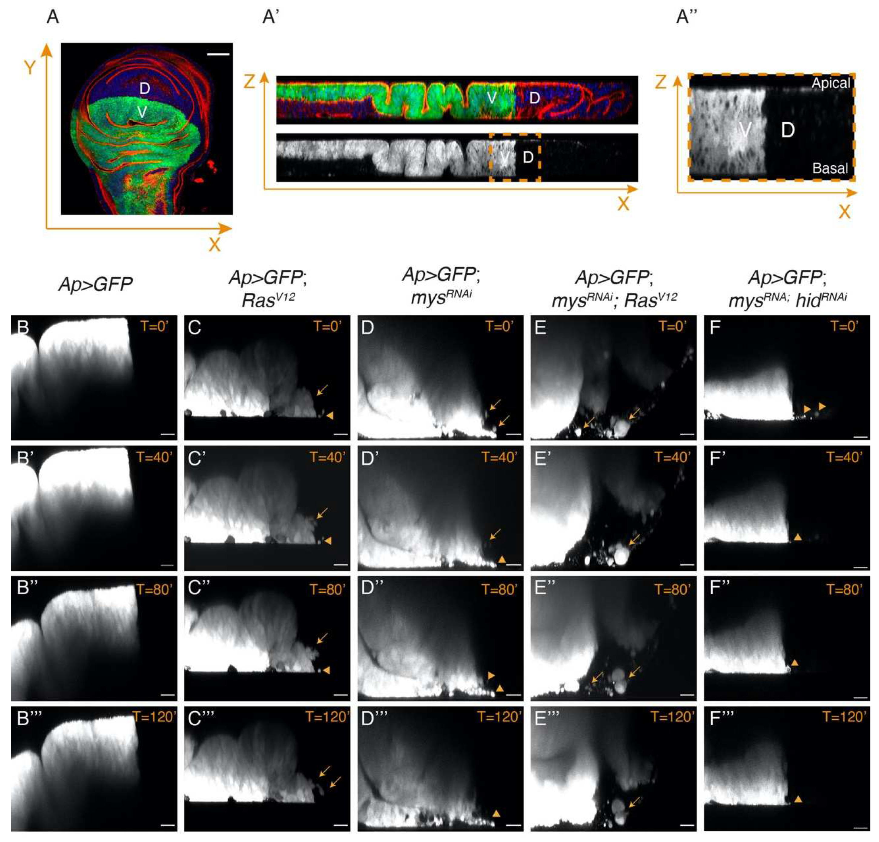 Preprints 87095 g006