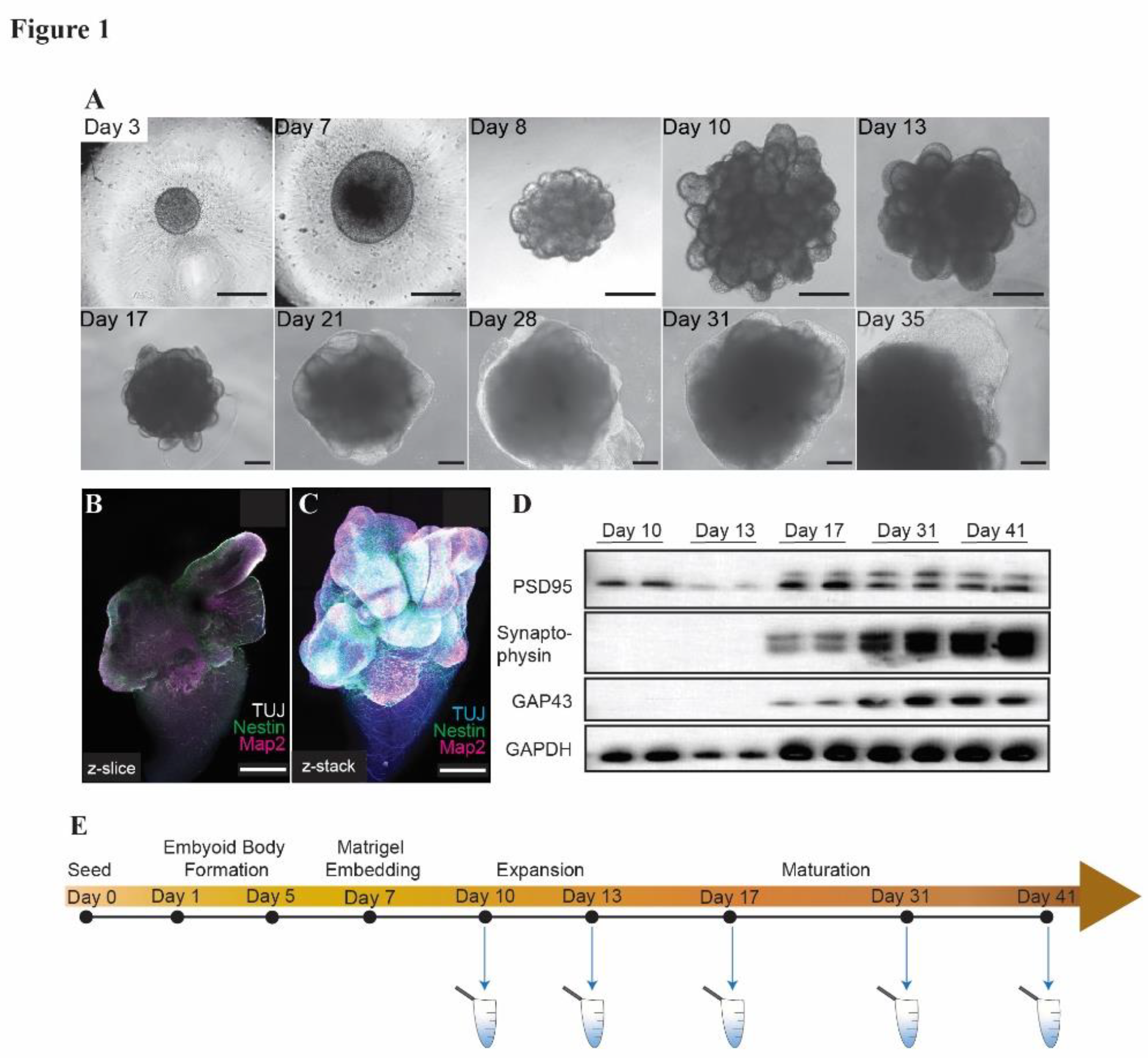 Preprints 104786 g001