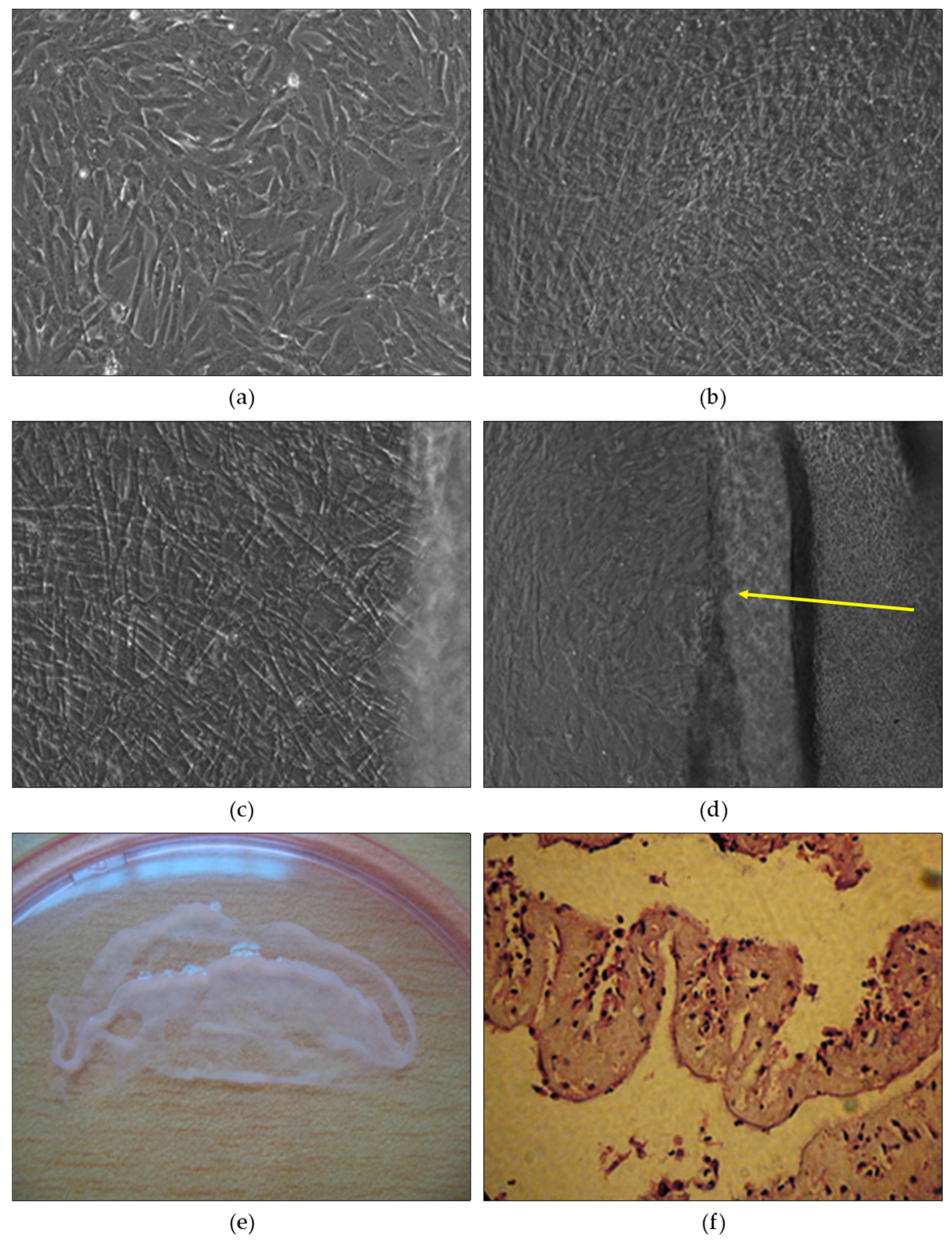 Preprints 77800 g004