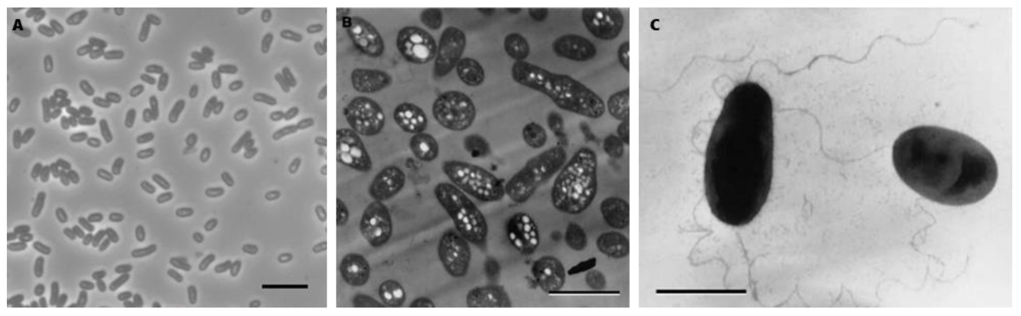 Preprints 118919 g002