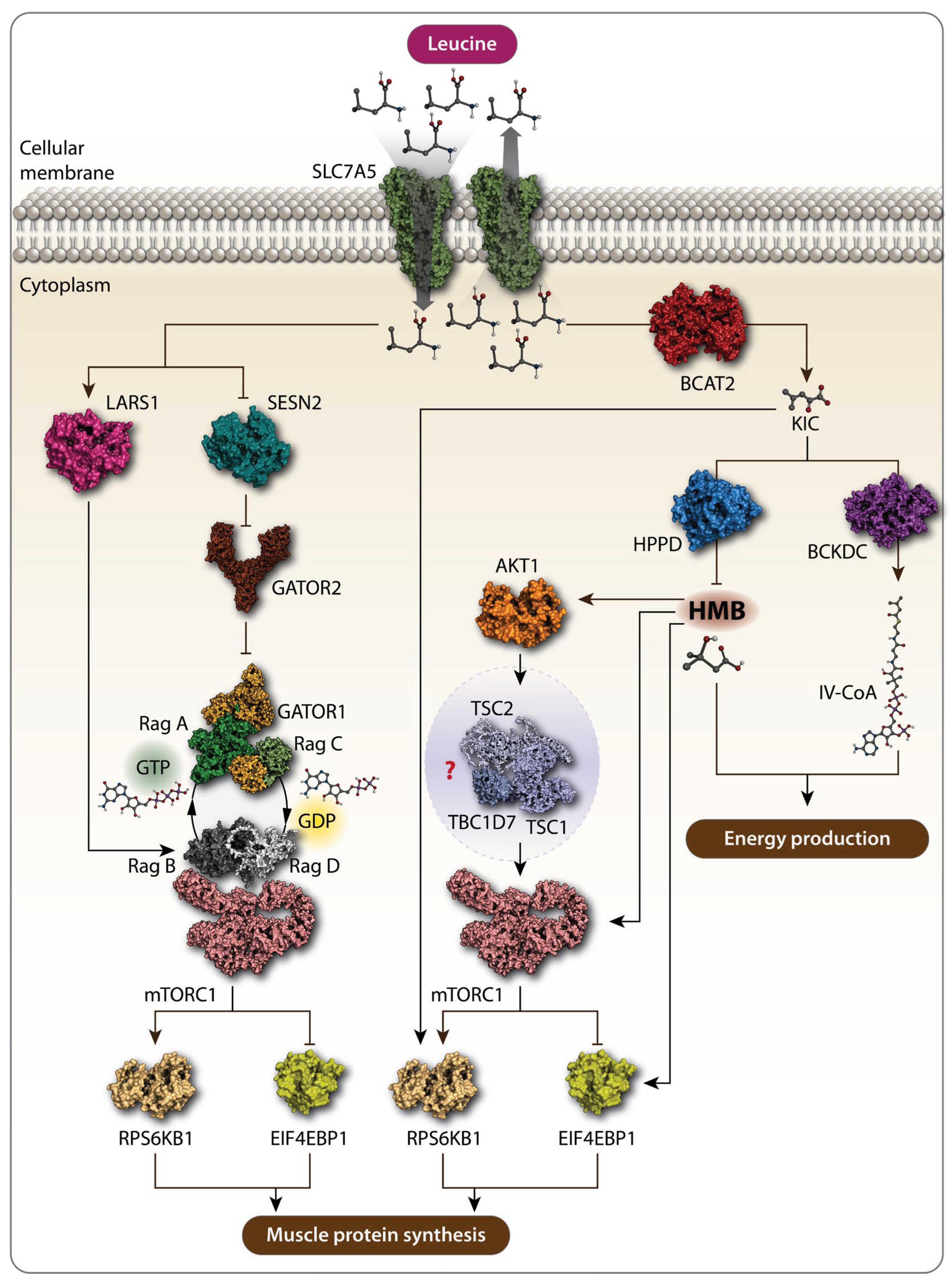 Preprints 116924 g001