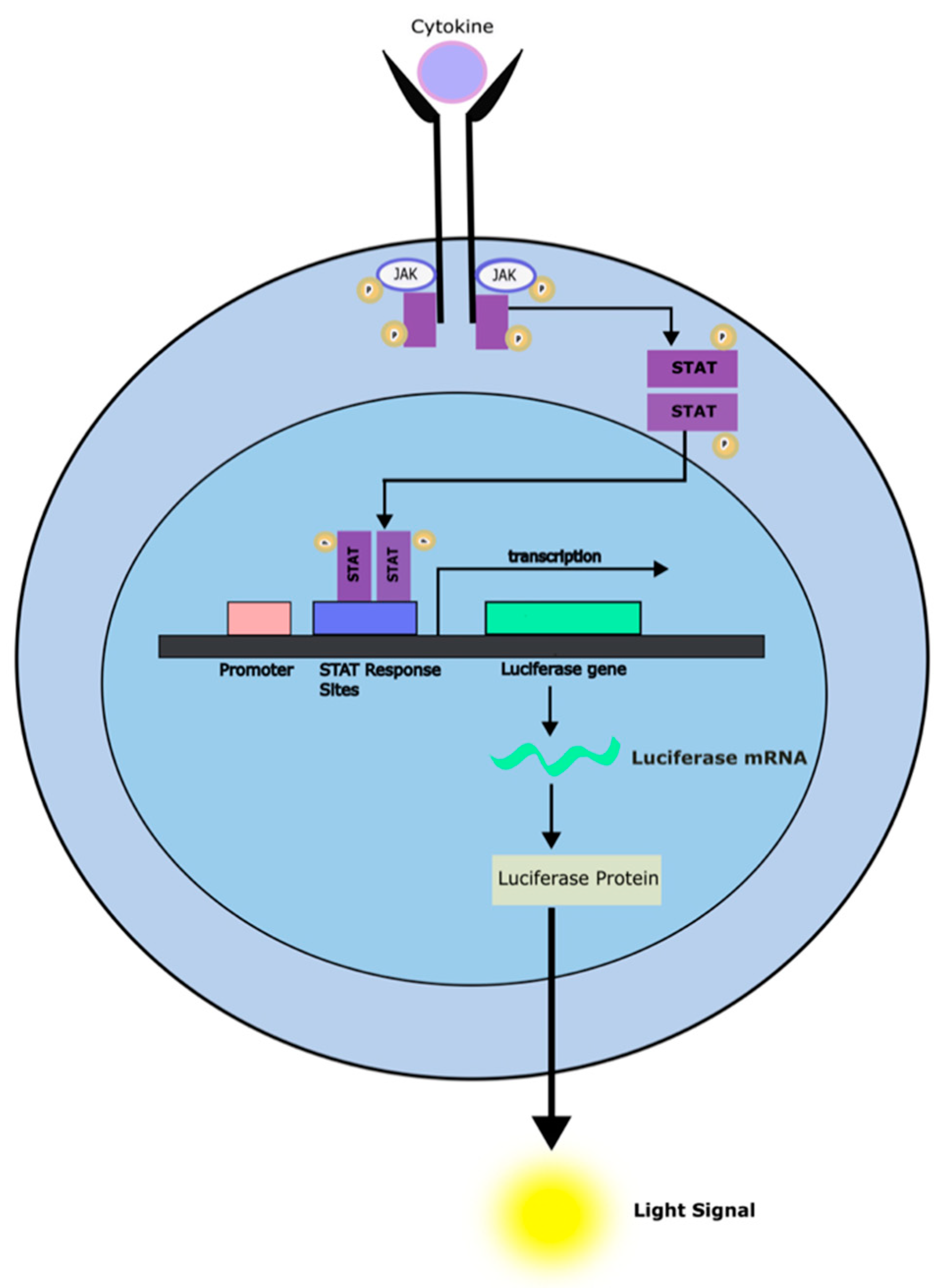 Preprints 99834 g003