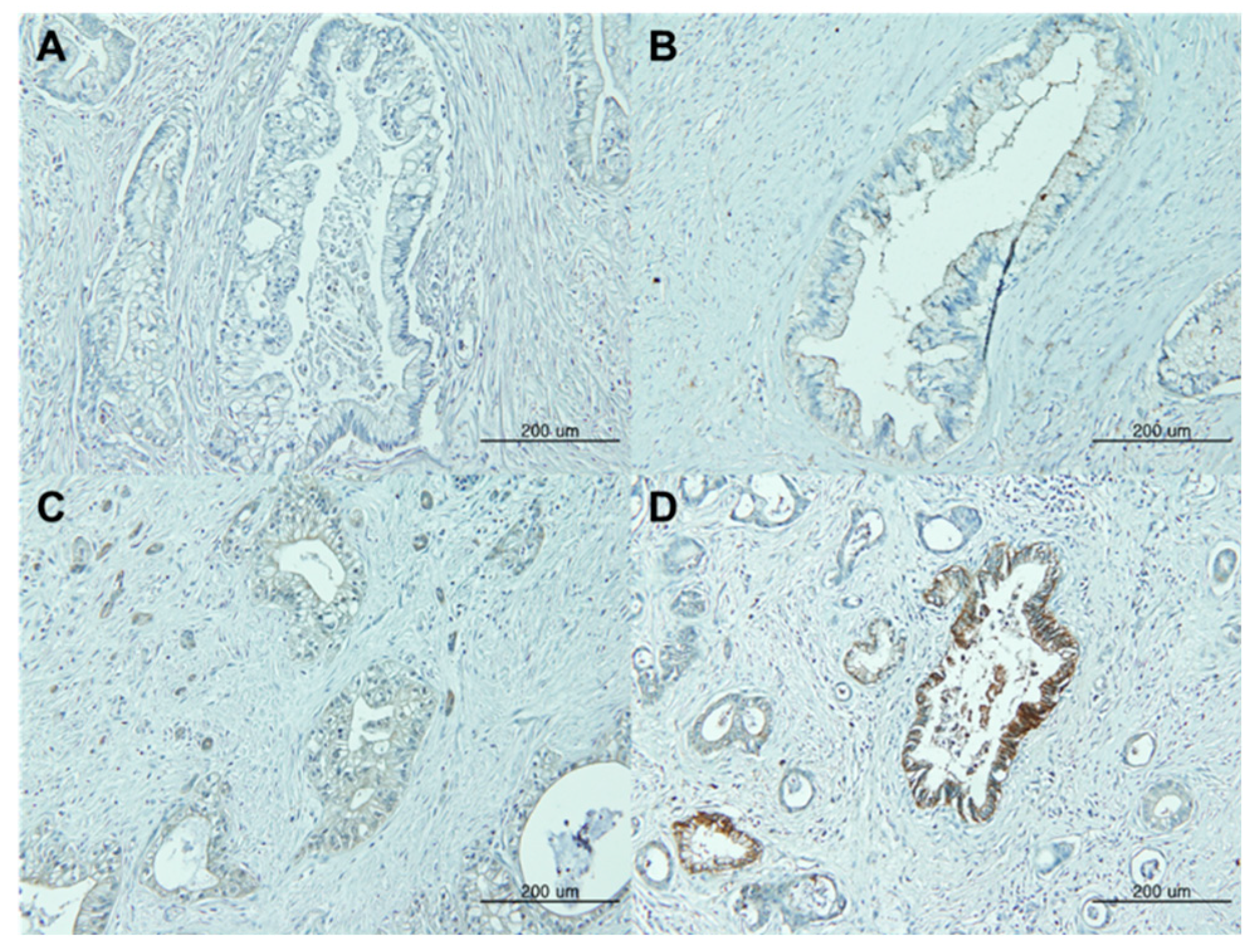 Preprints 77034 g001