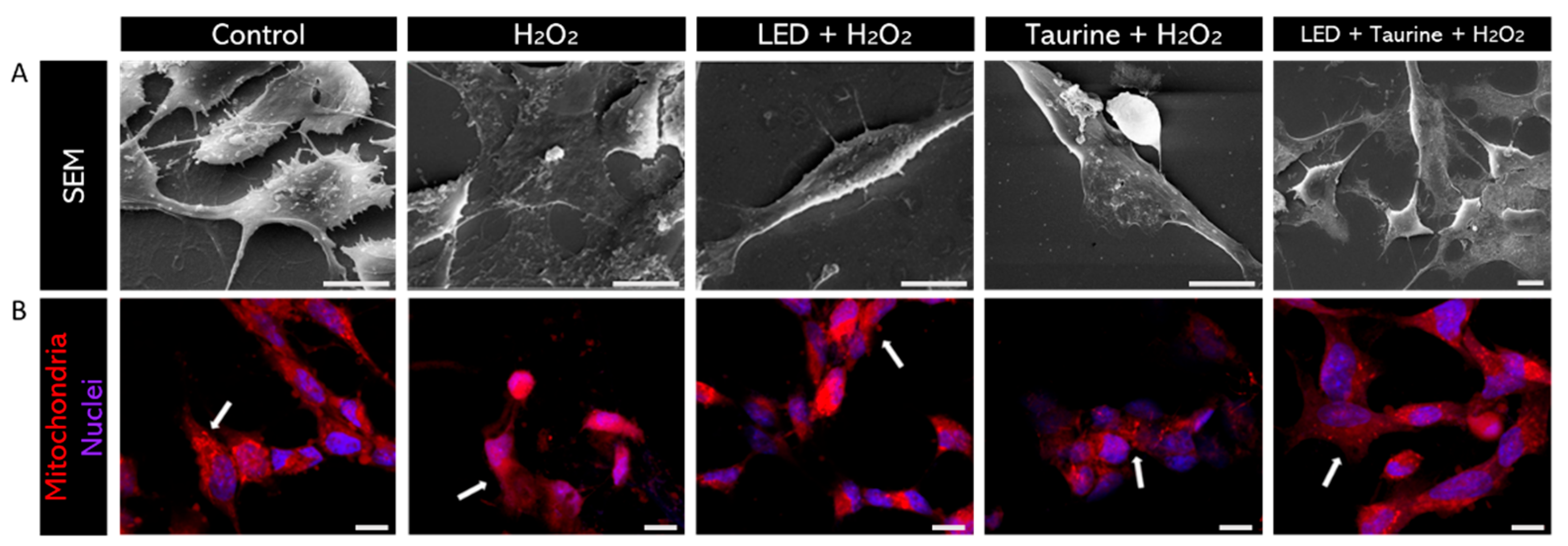 Preprints 103078 g007