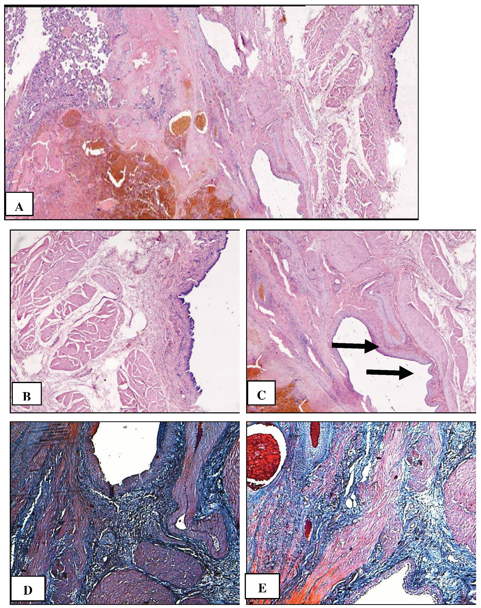 Preprints 93235 g004