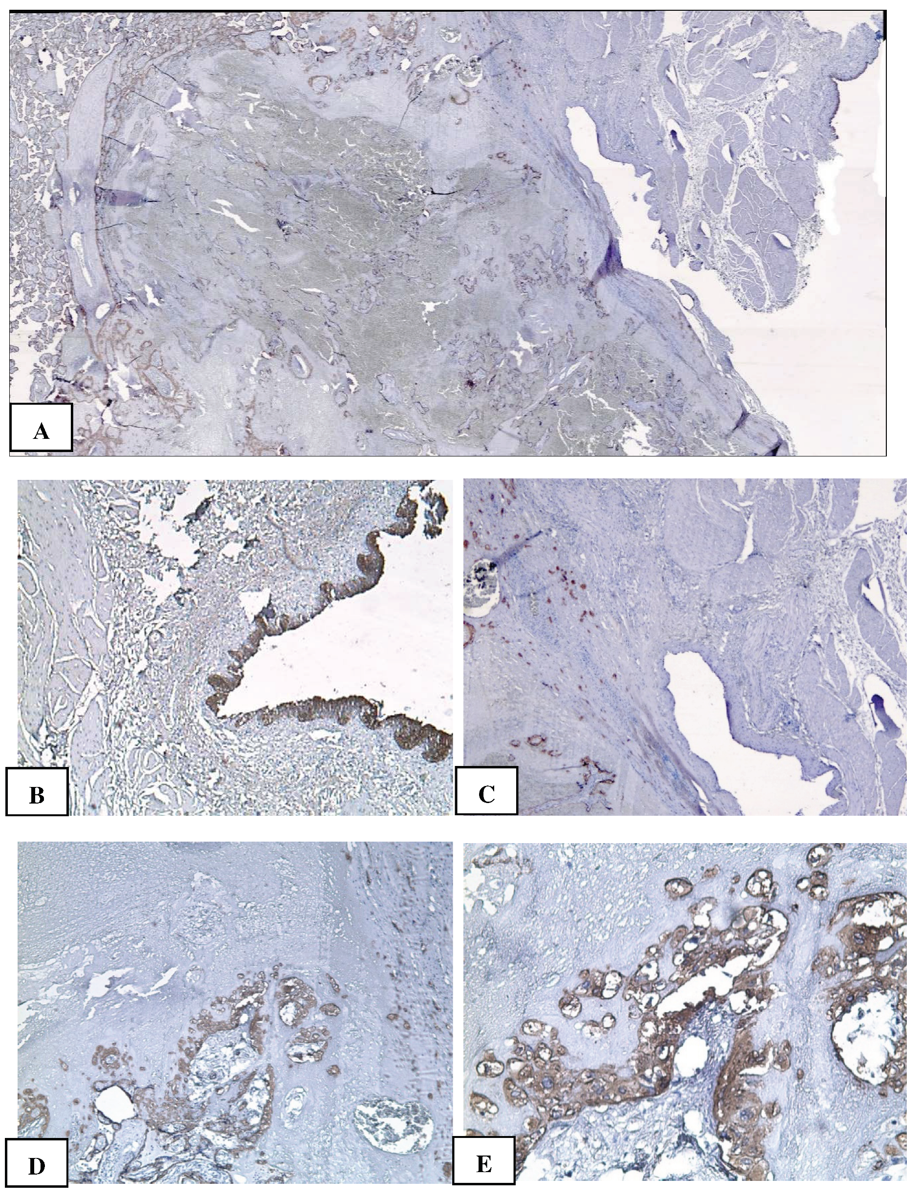 Preprints 93235 g005a