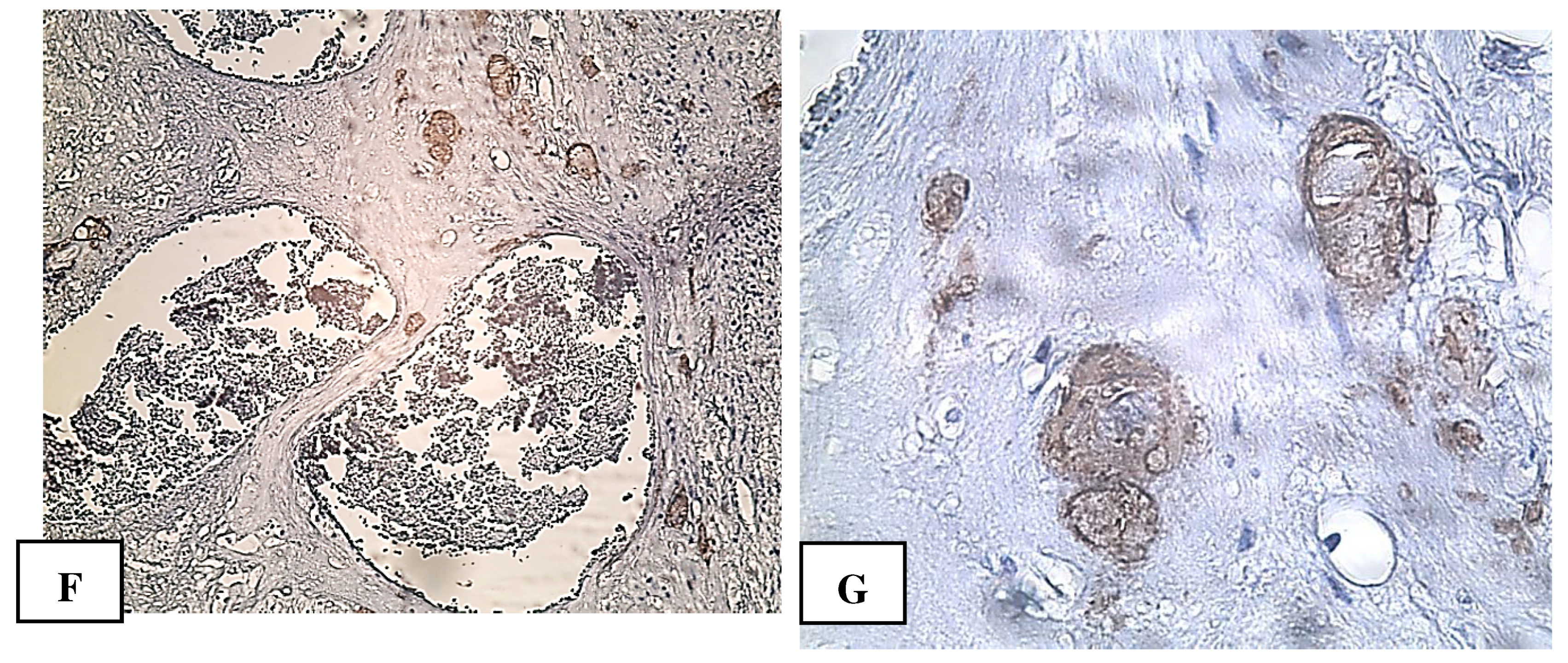 Preprints 93235 g005b