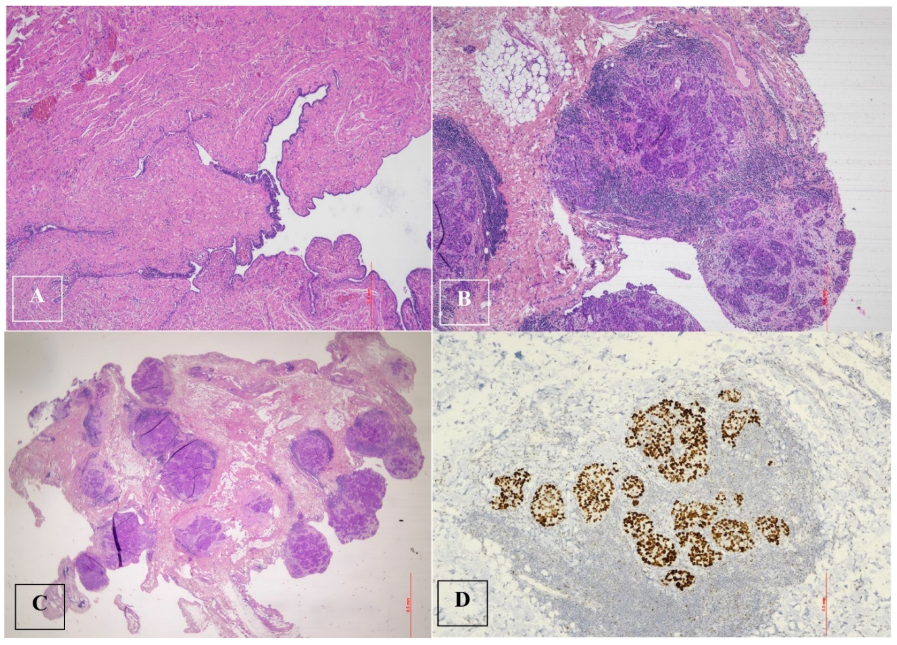 Preprints 112395 g002