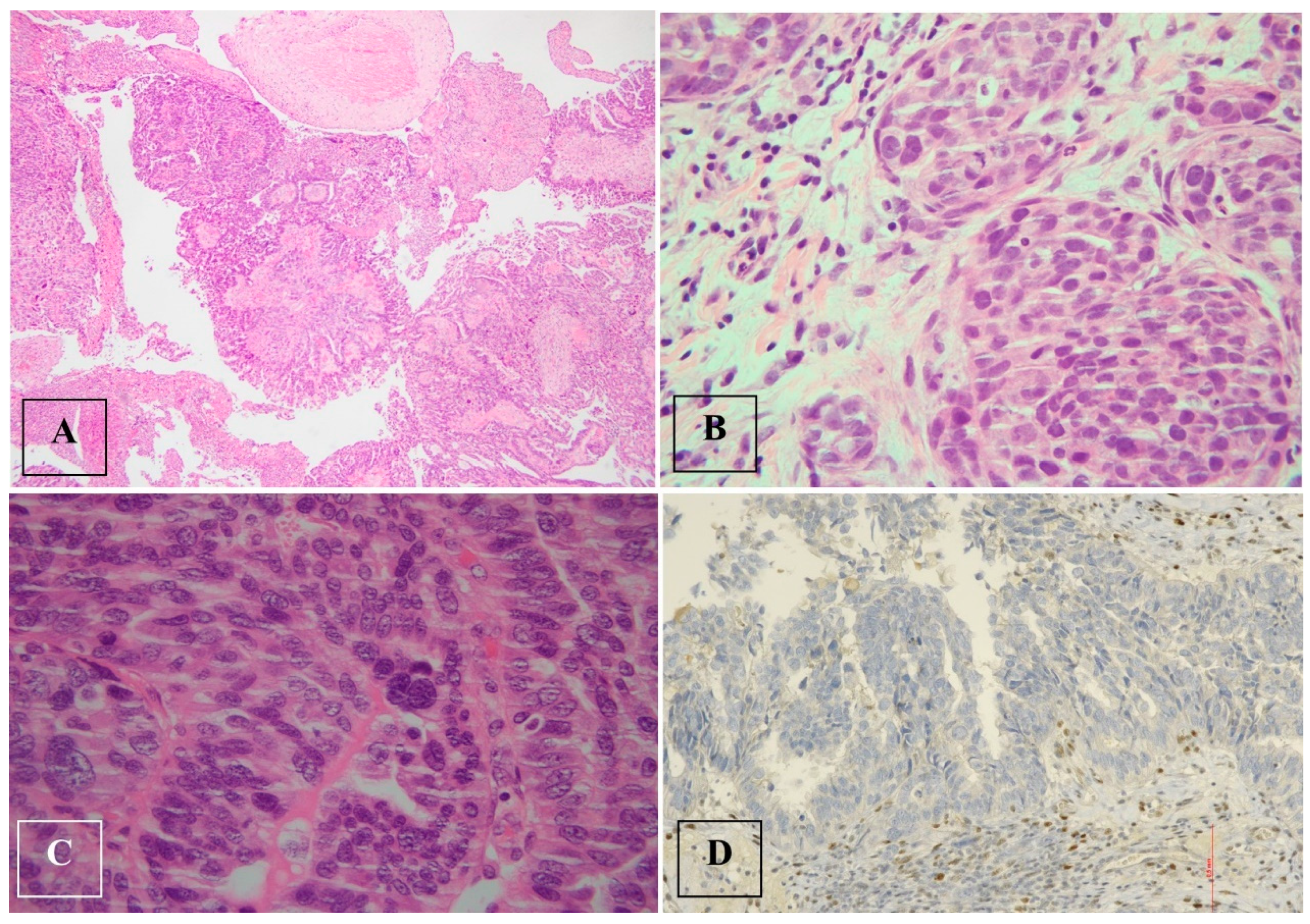 Preprints 112395 g005