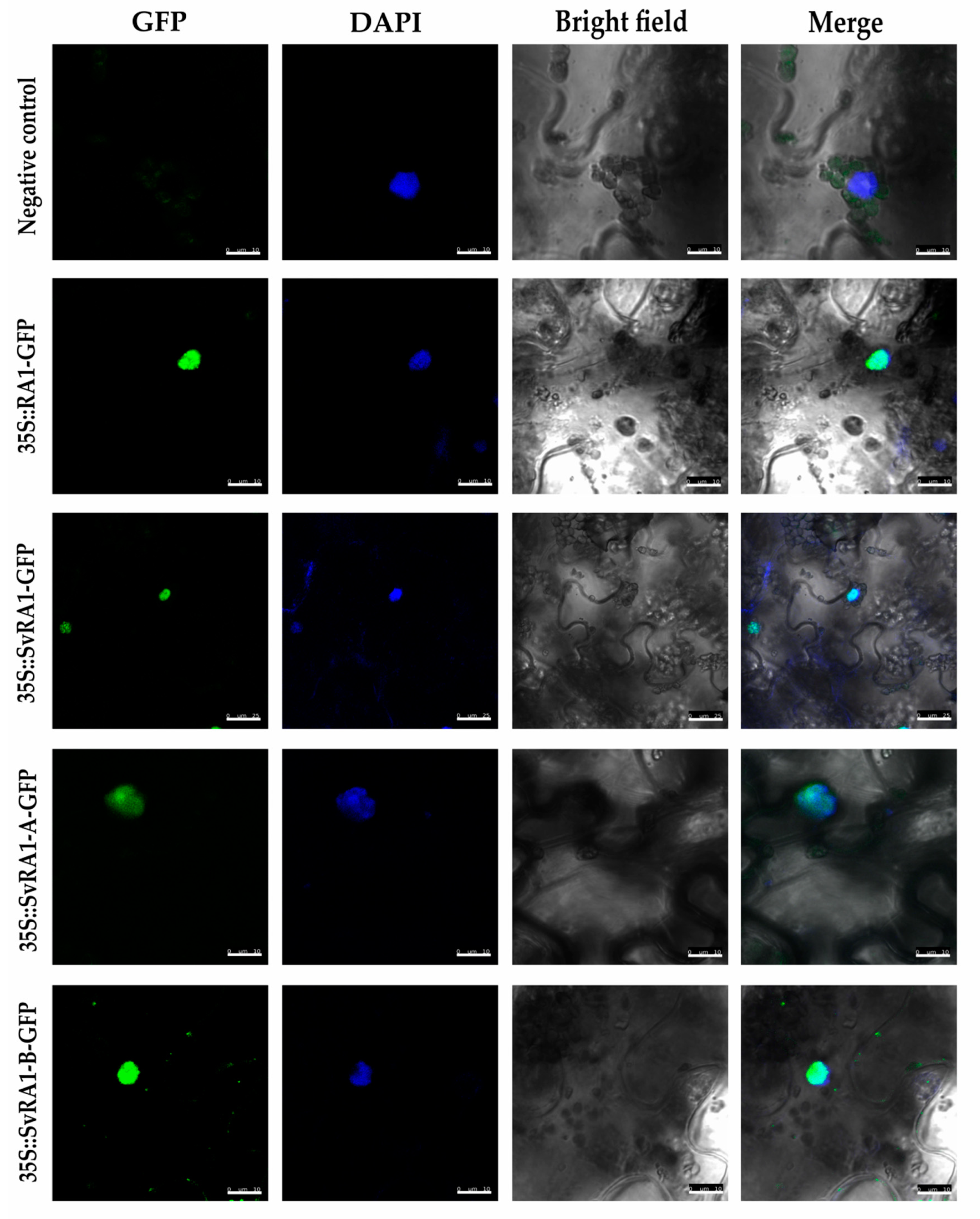 Preprints 103516 g003