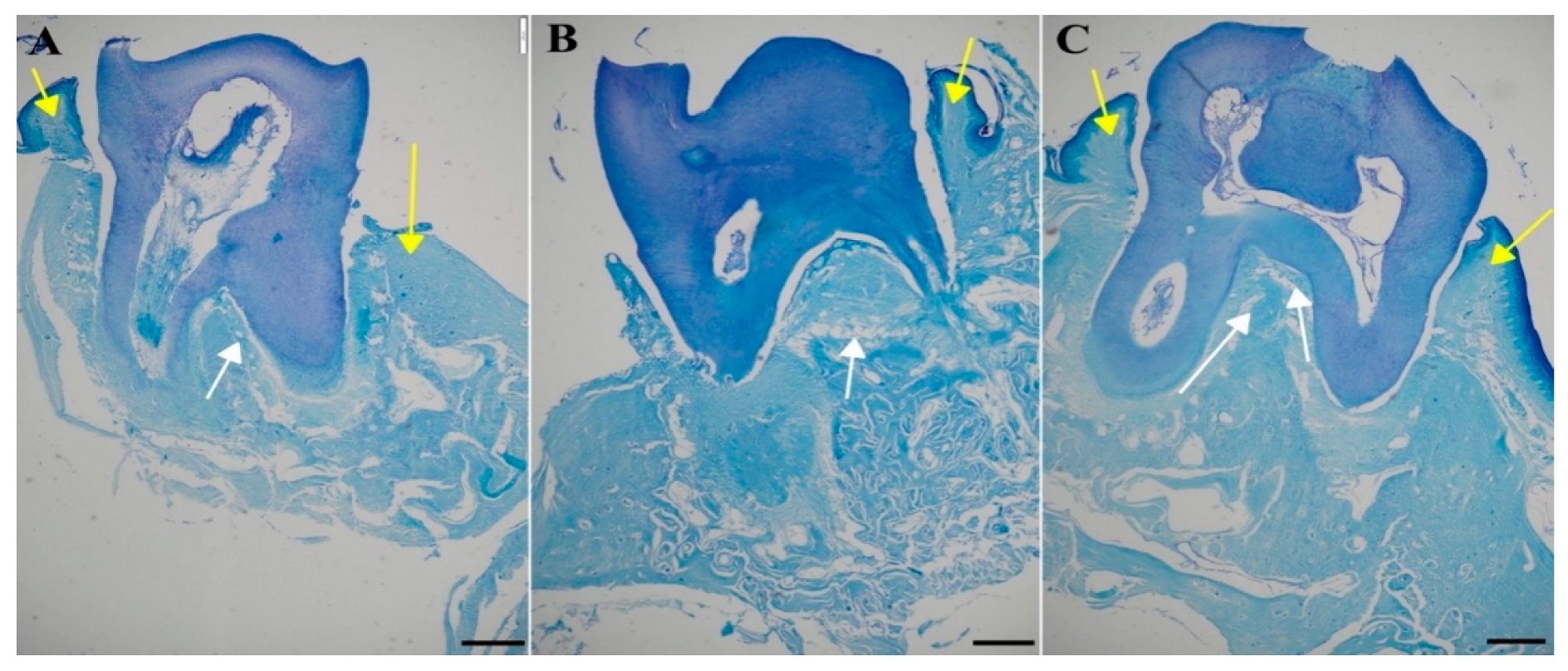 Preprints 117248 g012