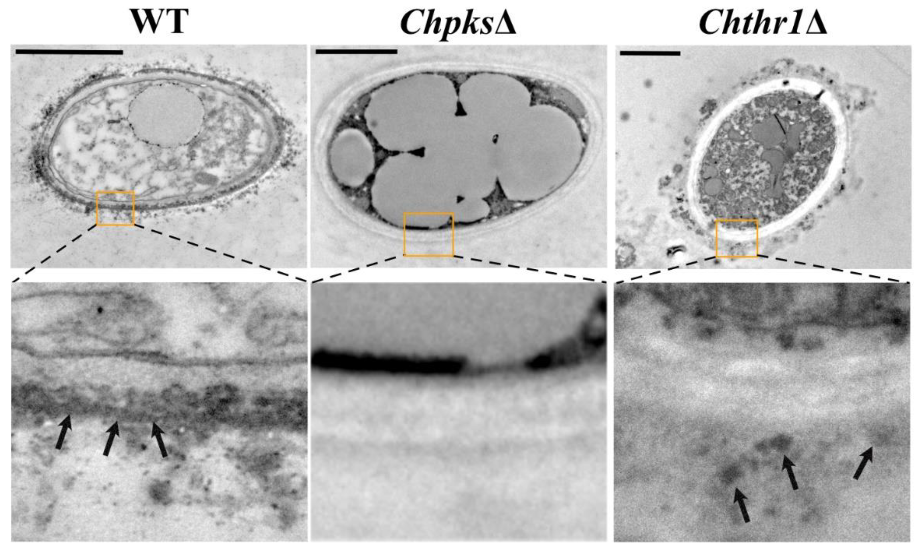 Preprints 86810 g004