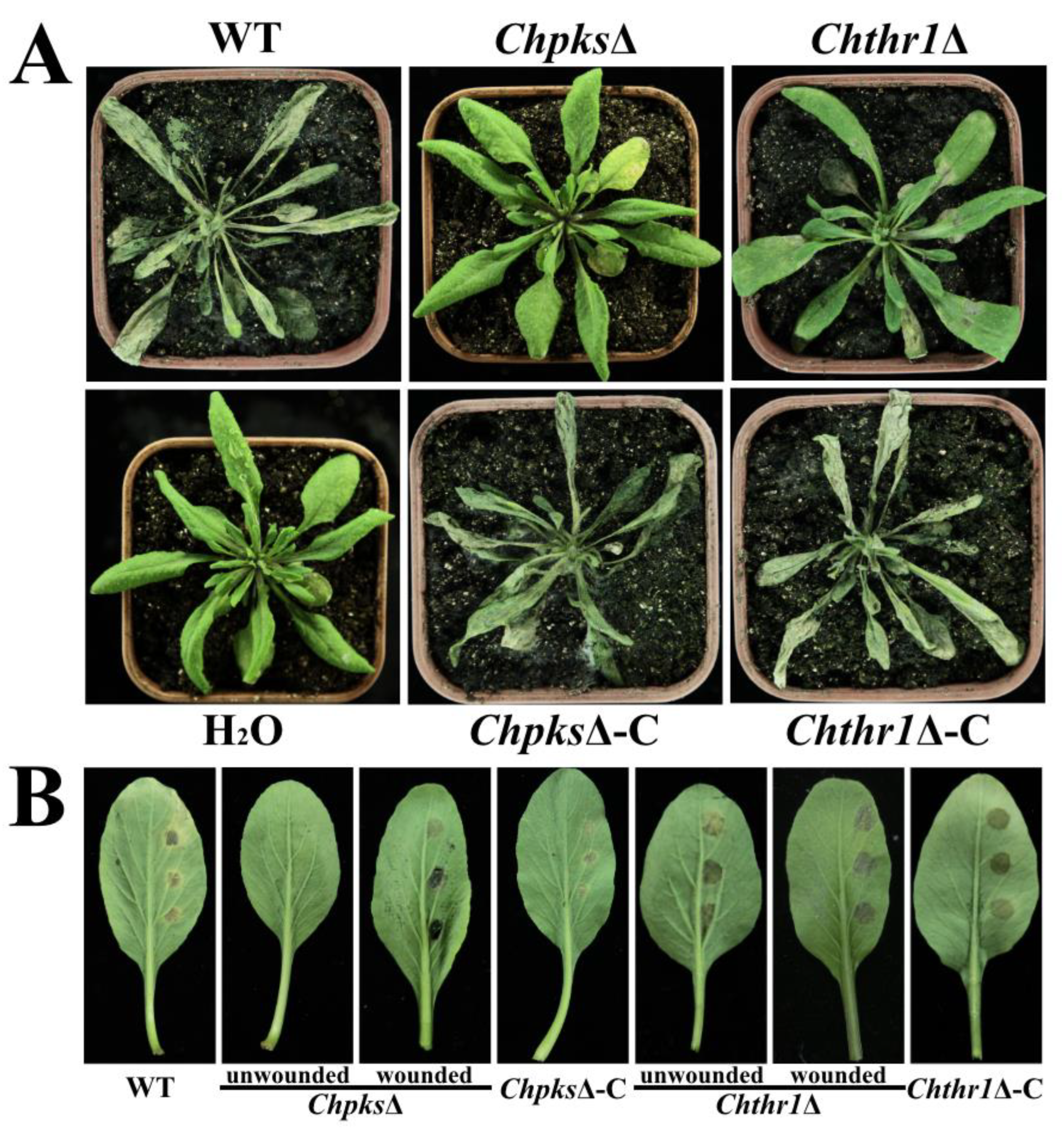 Preprints 86810 g007