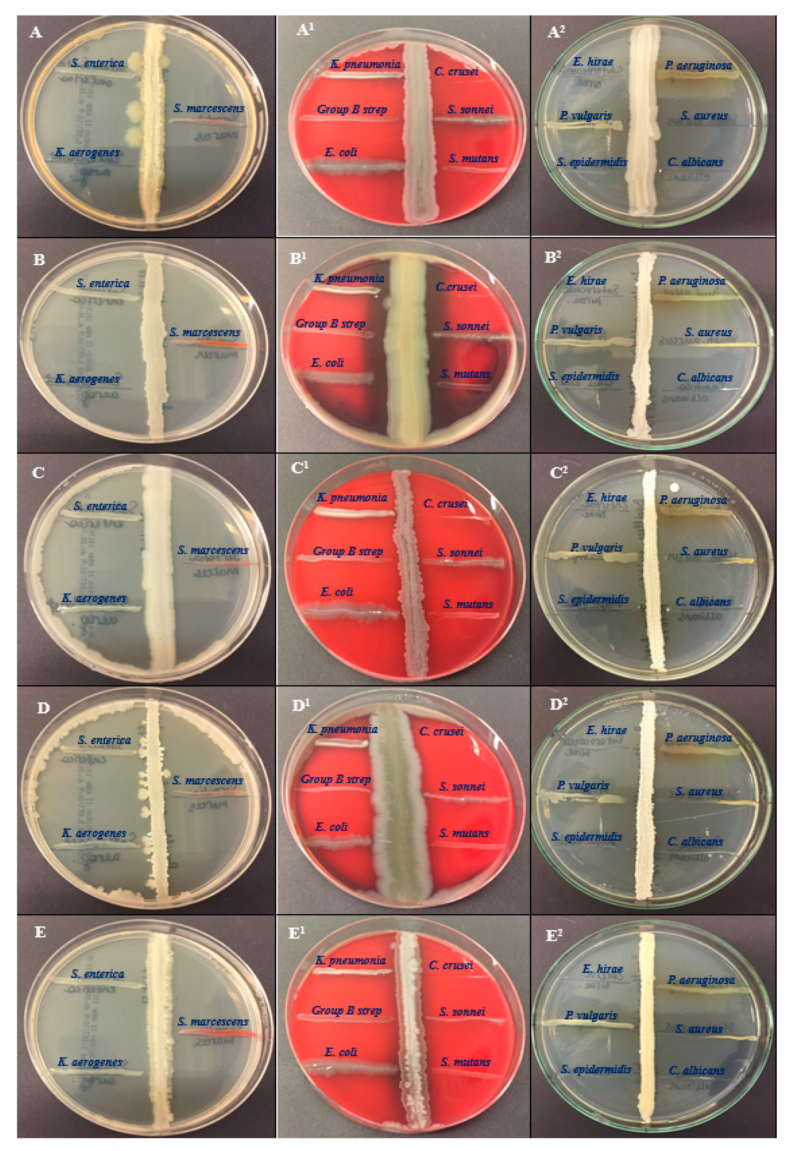 Preprints 87410 g001