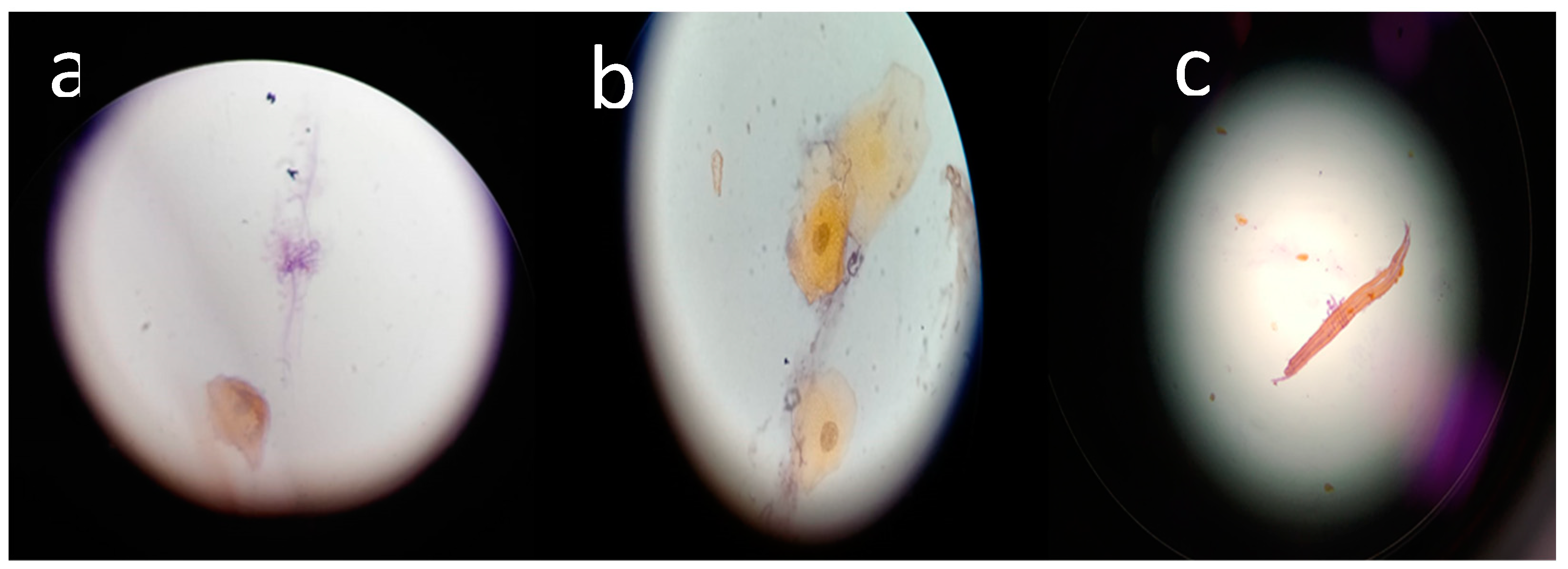 Preprints 97855 g001