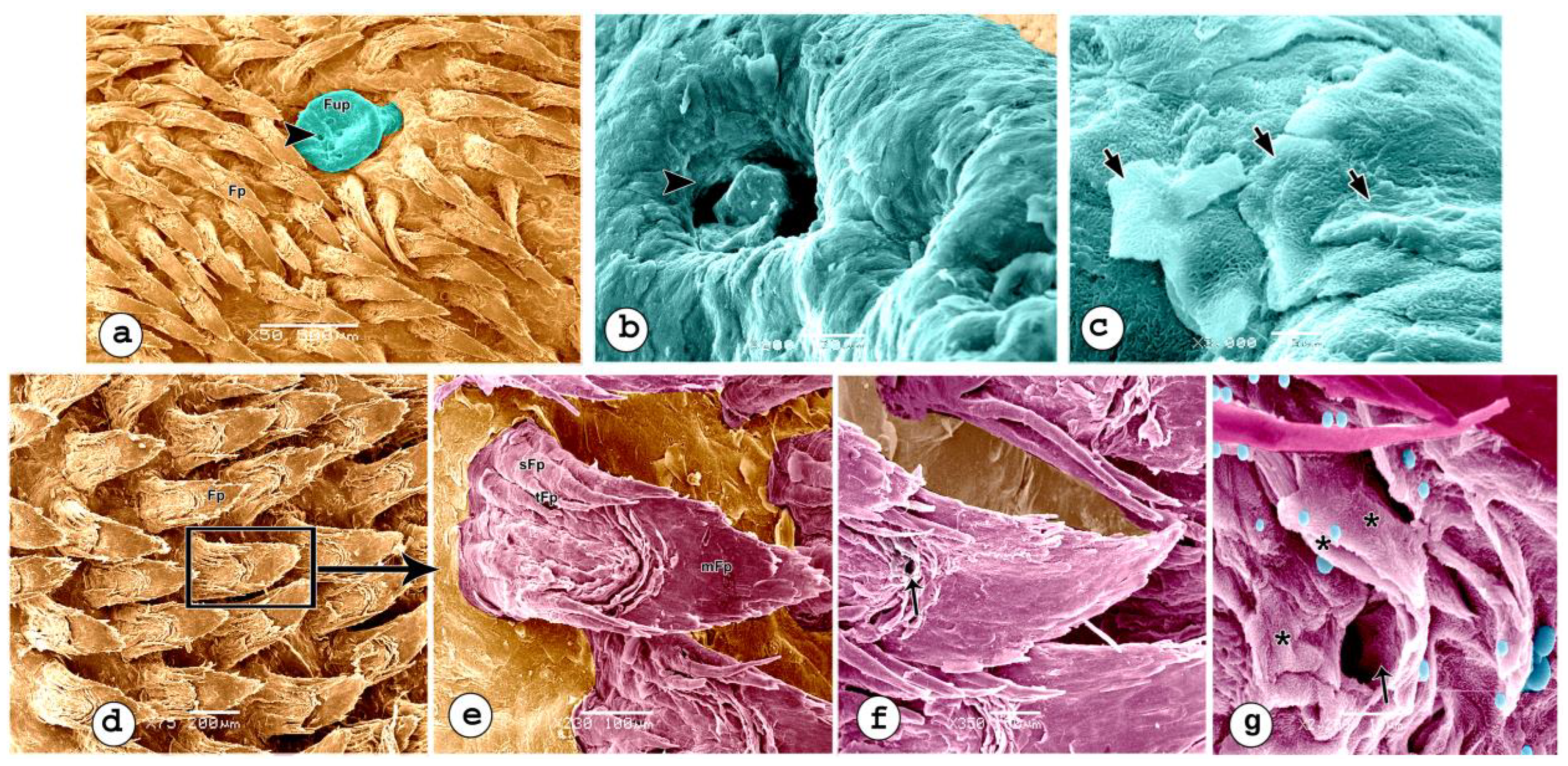 Preprints 76893 g007