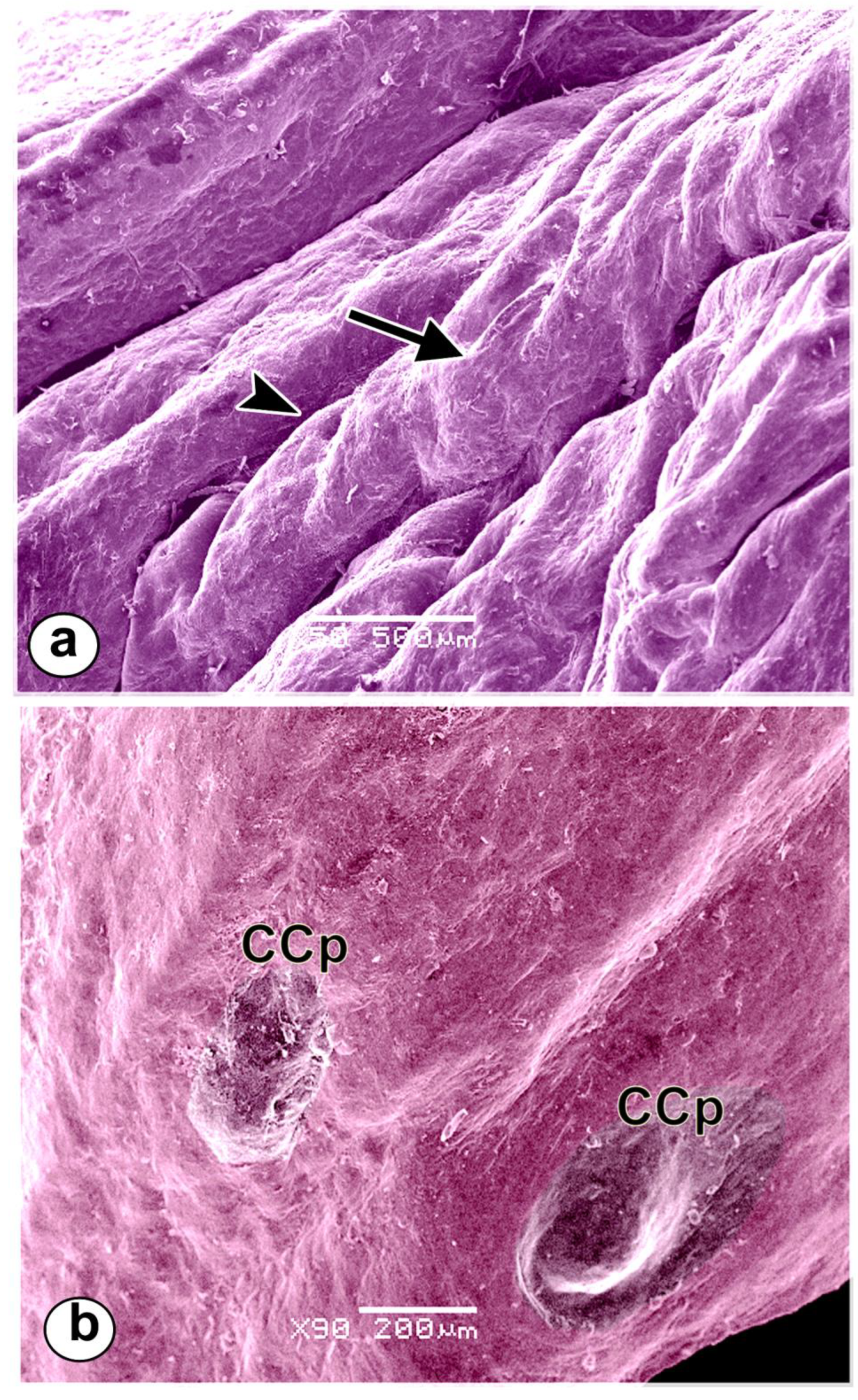 Preprints 76893 g010