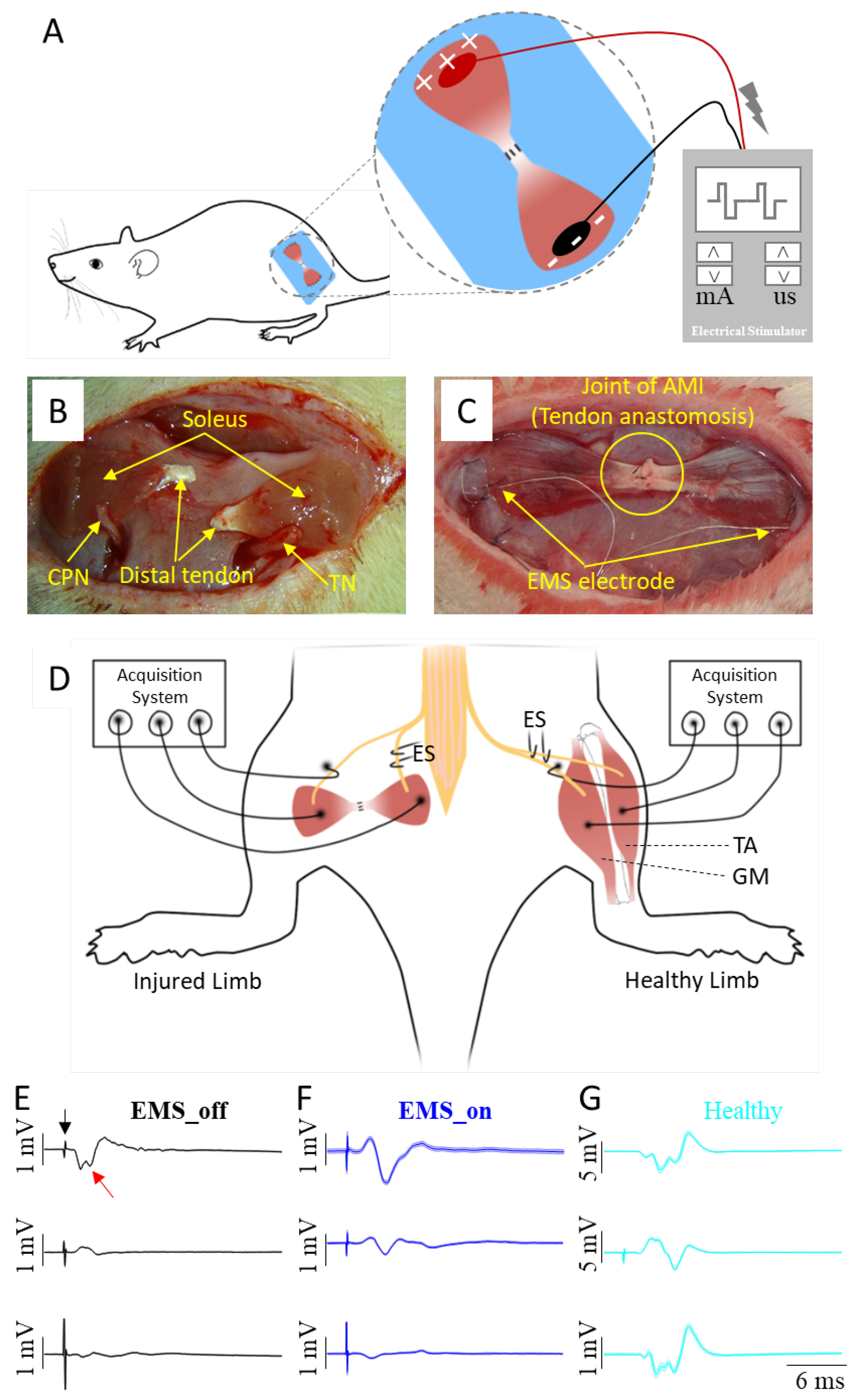 Preprints 112981 g002