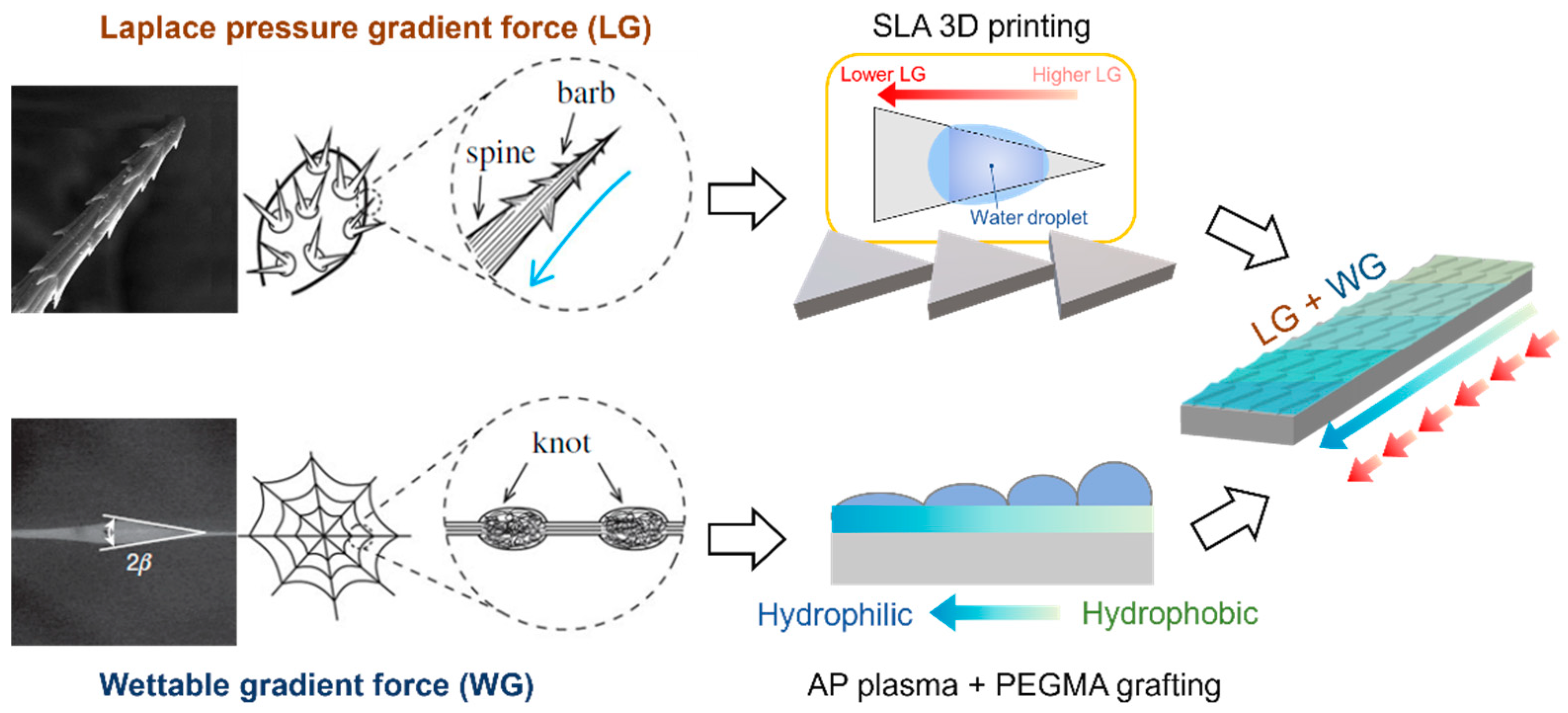 Preprints 106396 g001