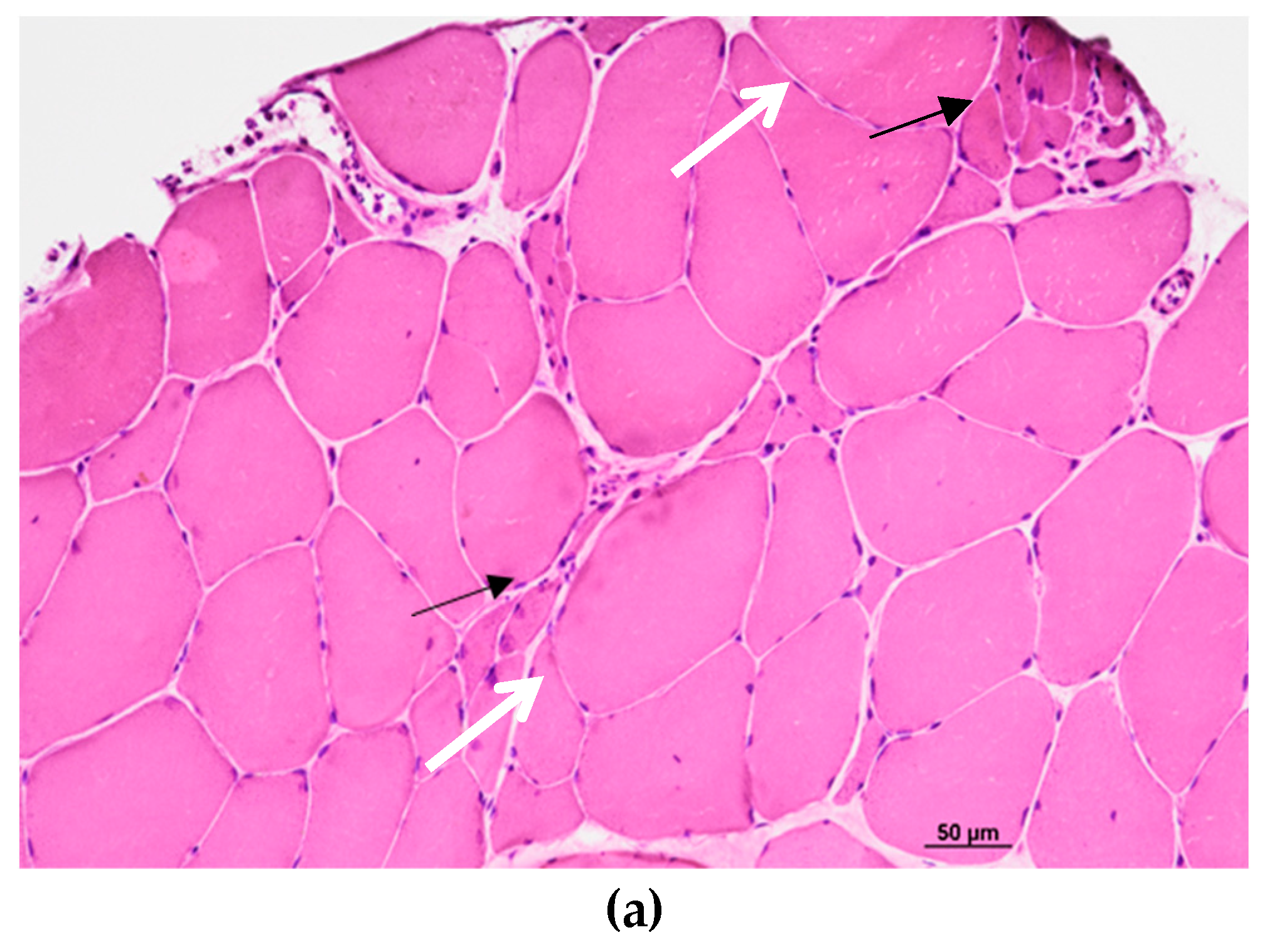 Preprints 80424 g002a