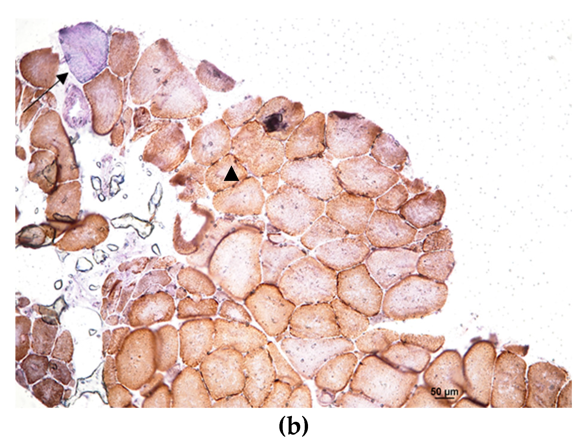 Preprints 80424 g002b