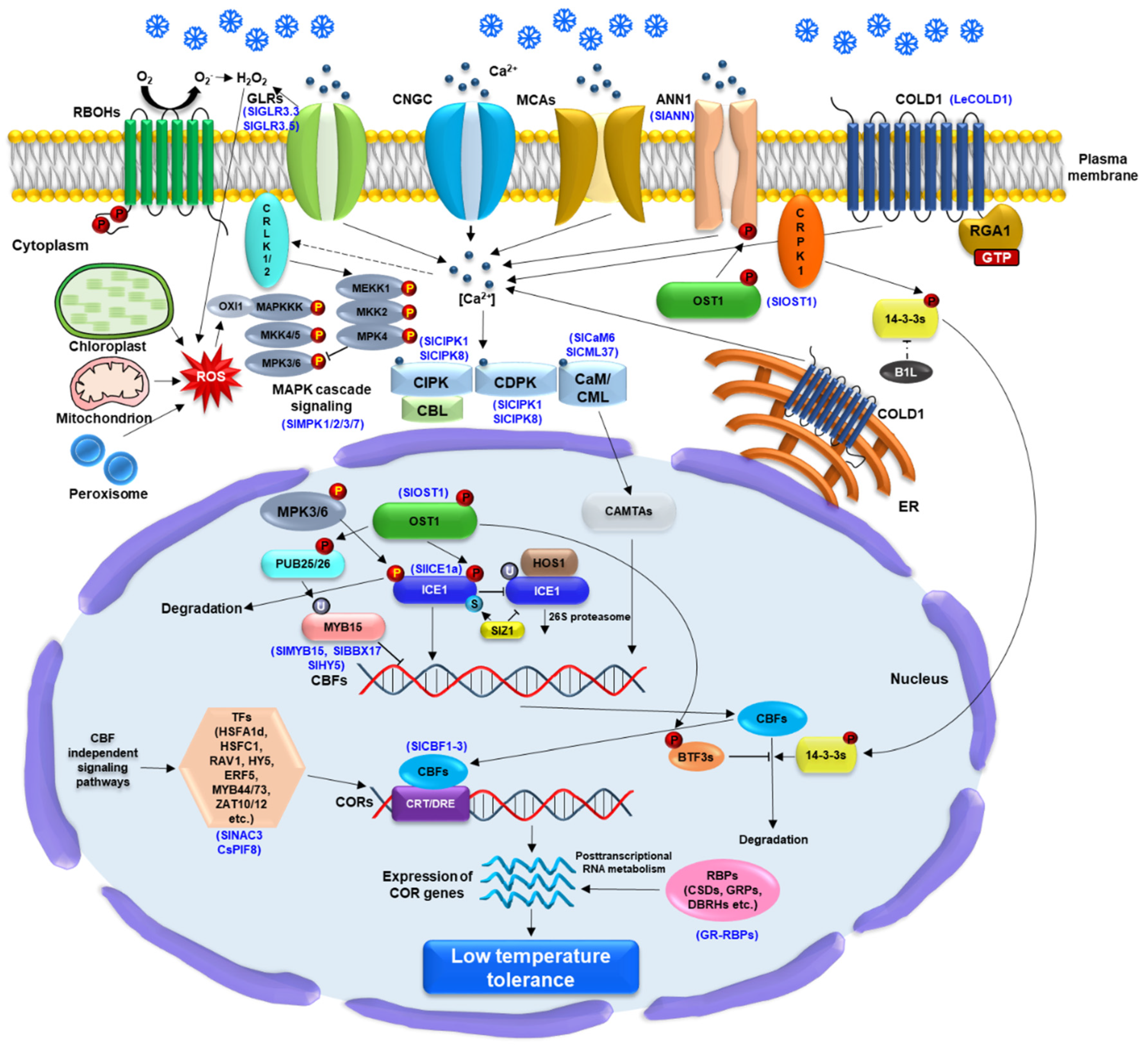 Preprints 116165 g002